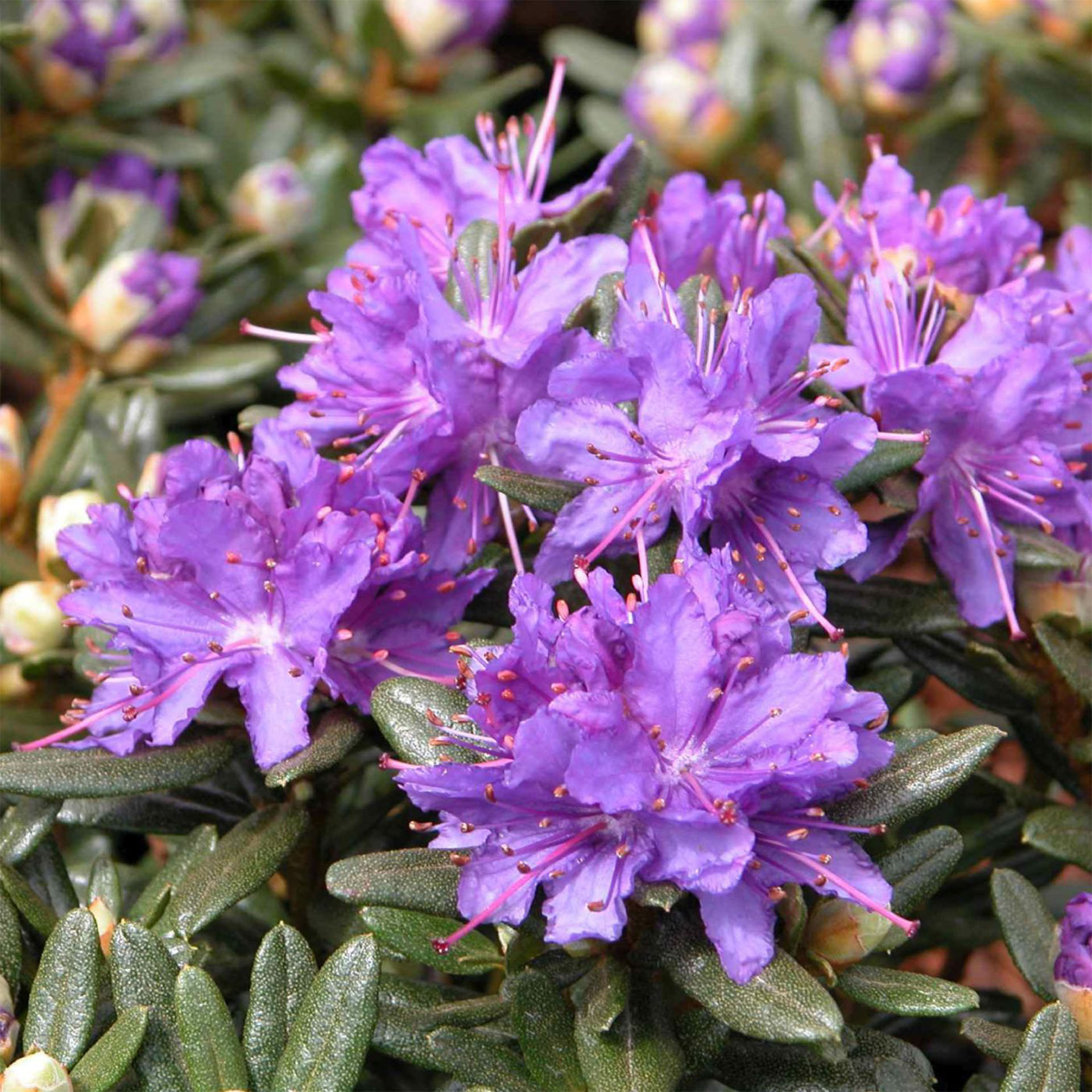 Rhododendron Azurika Zwerg-Alpenrose Containerpflanze Strauch winterfest
