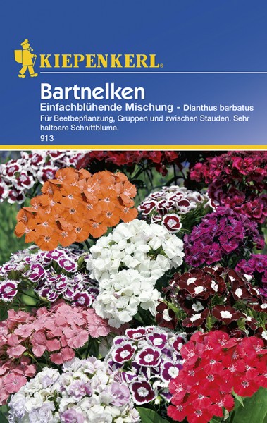 Bartnelken Samen – Dianthus Barbarus Einfache Mischung Von N.L.Chrestensen