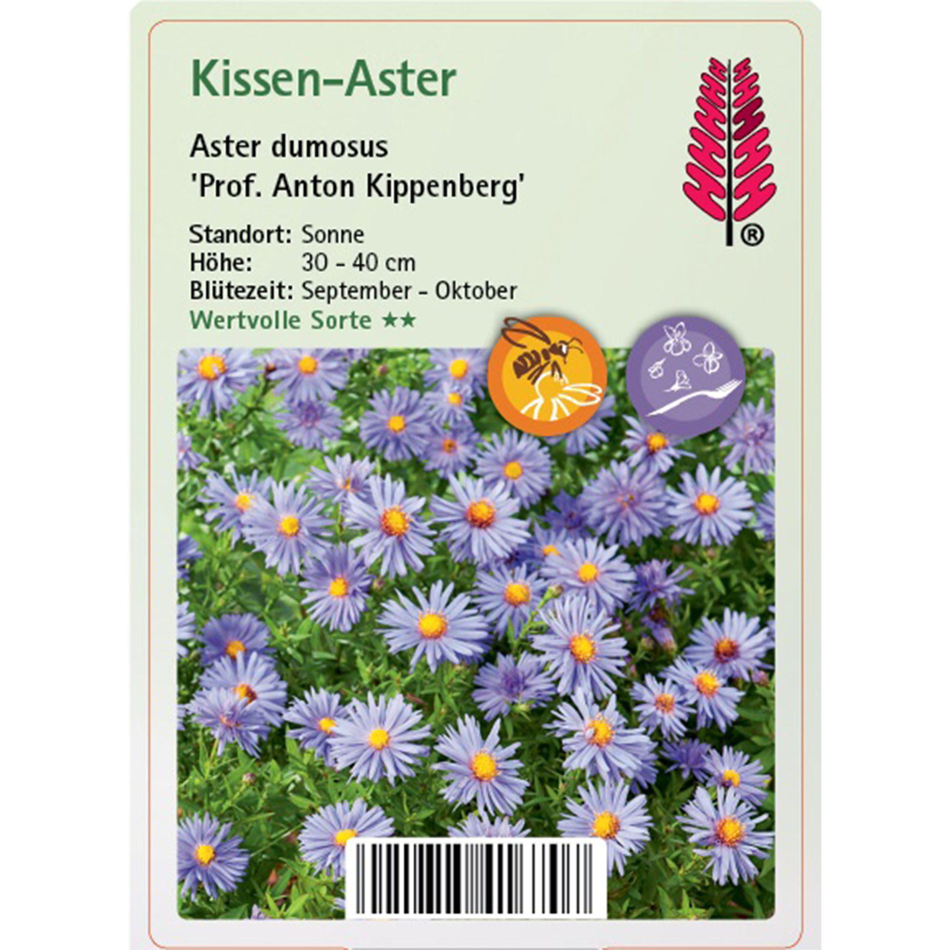 Kissen-Aster - Aster dumosus 'Prof. Anton Kippenberg'