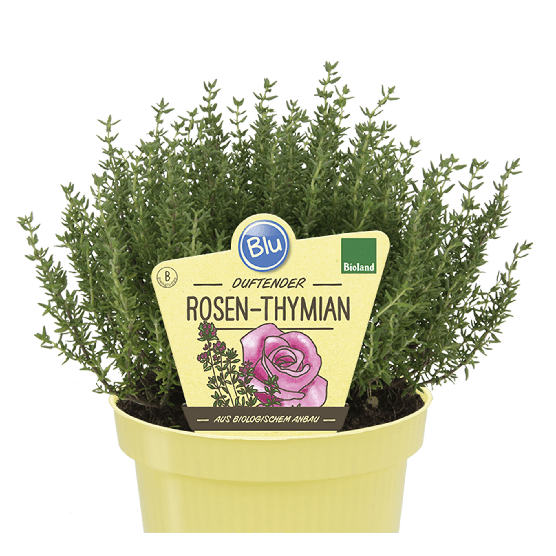 BIO Rosen-Thymian Thymianpflanze