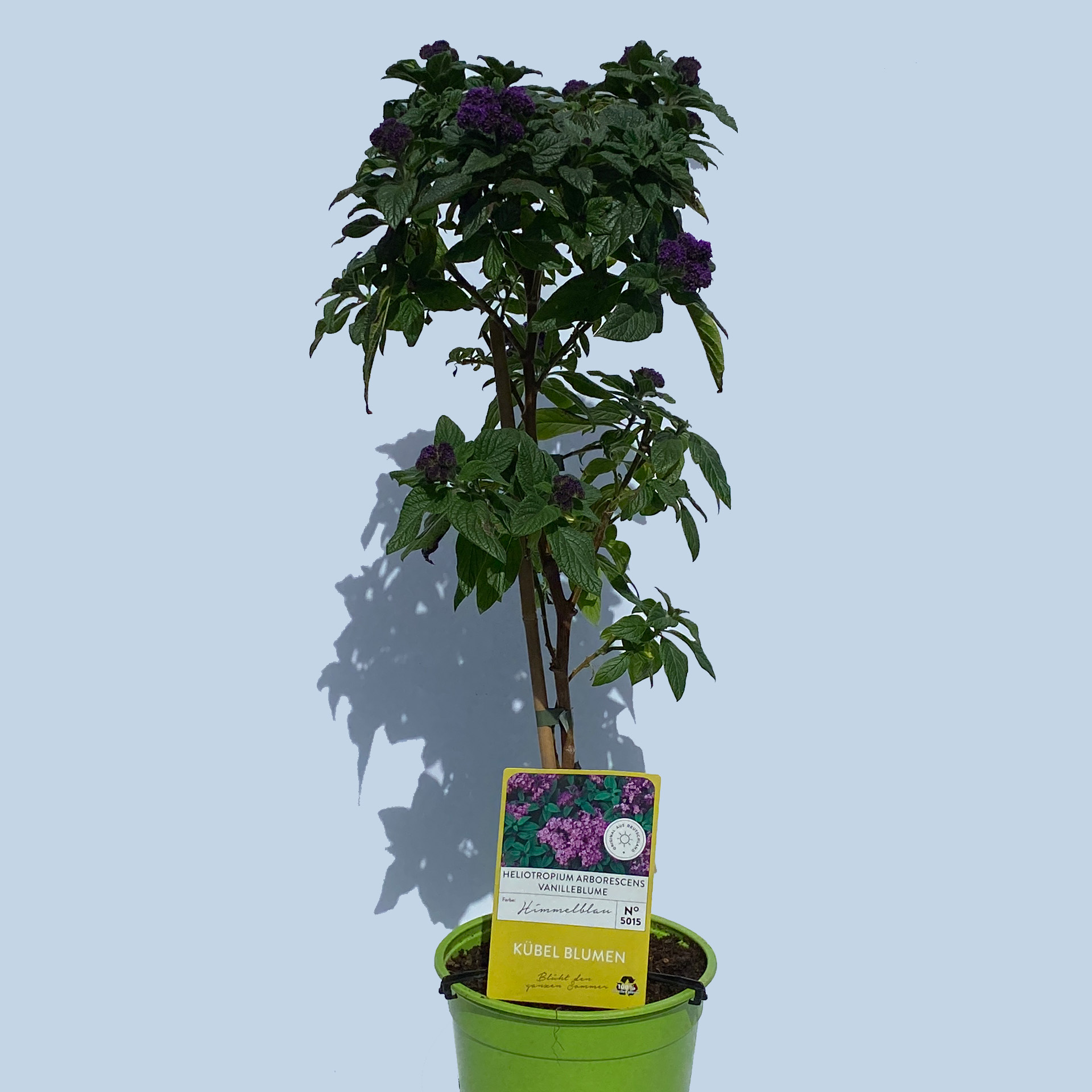 Vanilleblume Stamm - Heliotropium arborescens, 19m Topf