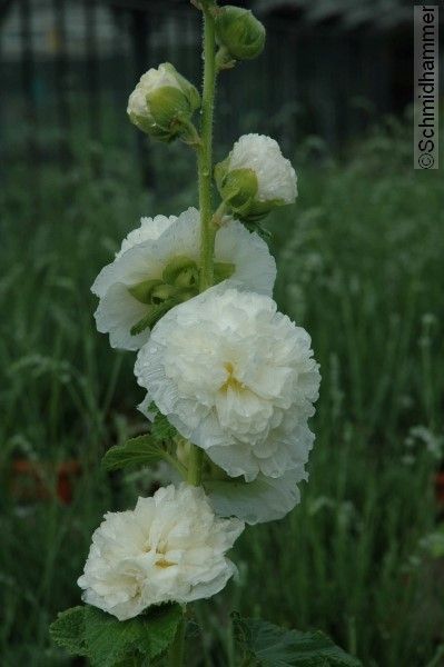 Alcea rosea 'Pleniflora Chaters' weiß