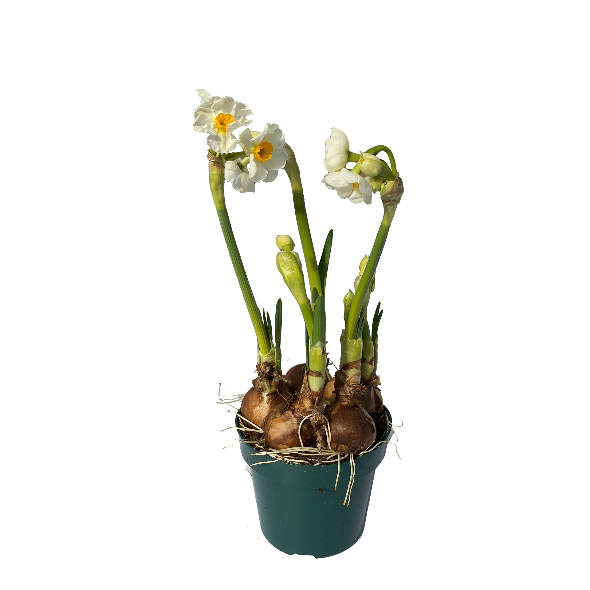 Narzisse Bridal - Narcissus pseudonarcissus, 12cm Topf