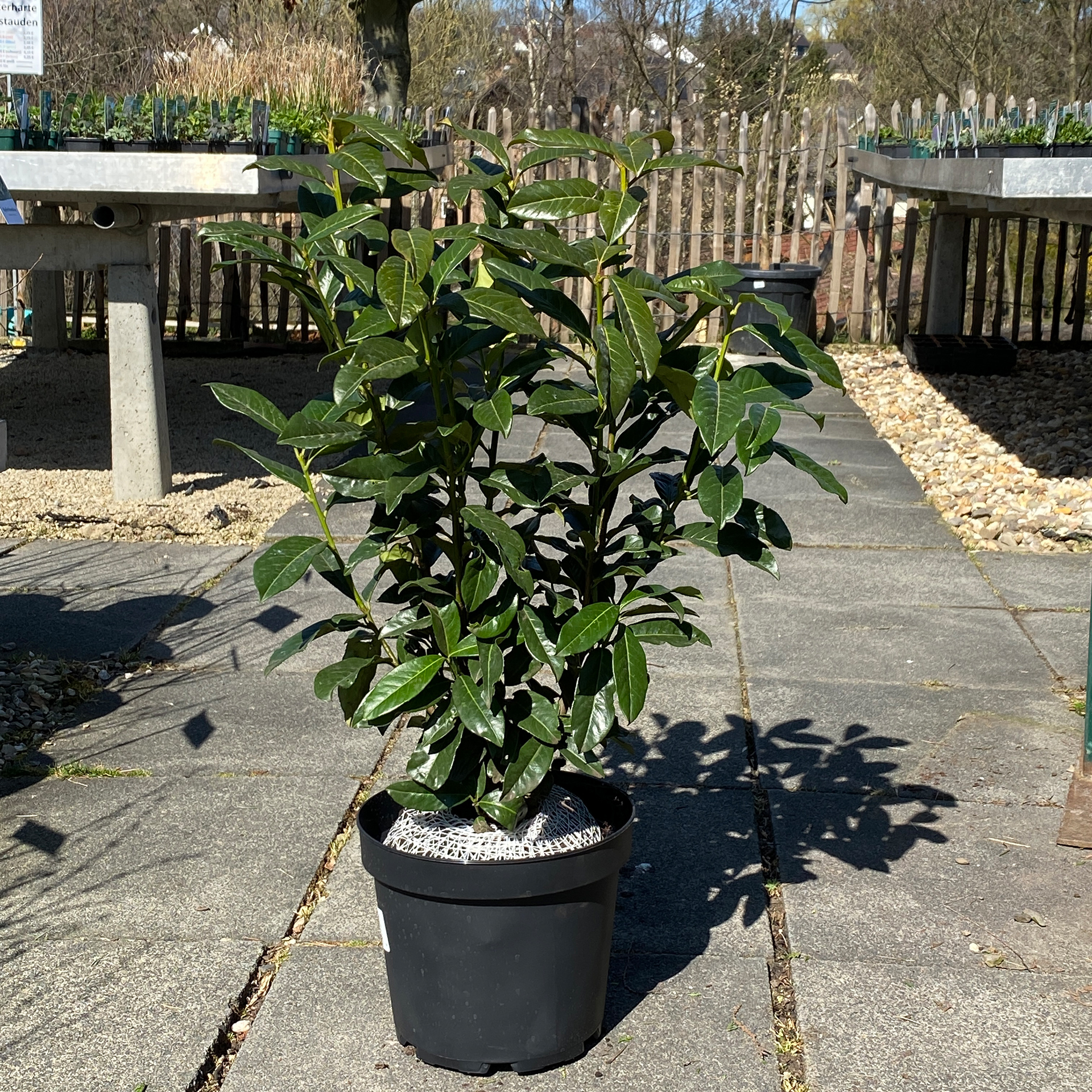 Kirschlorbeer - Prunus laurocerasus 'Genolia', 60-80cm