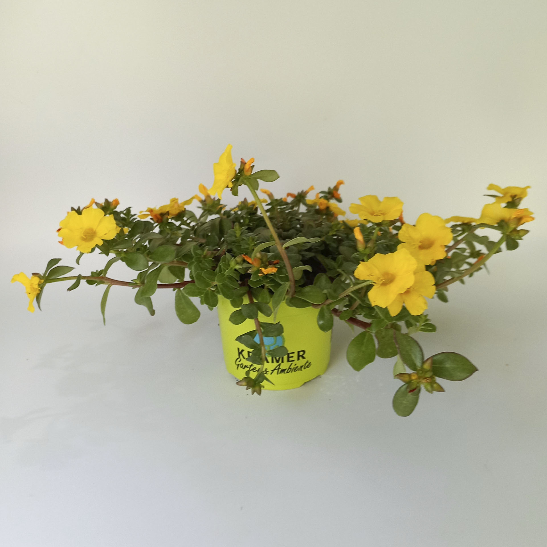 Portulakröschen - Portulaca grandiflora 'Cupcake Yellow', 12cm Topf