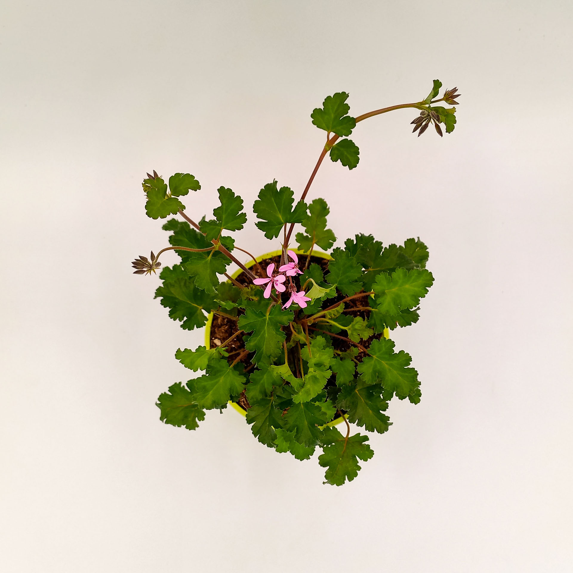 Duftgeranie 'Pini Pinks' - Pelargonium, 12cm Topf