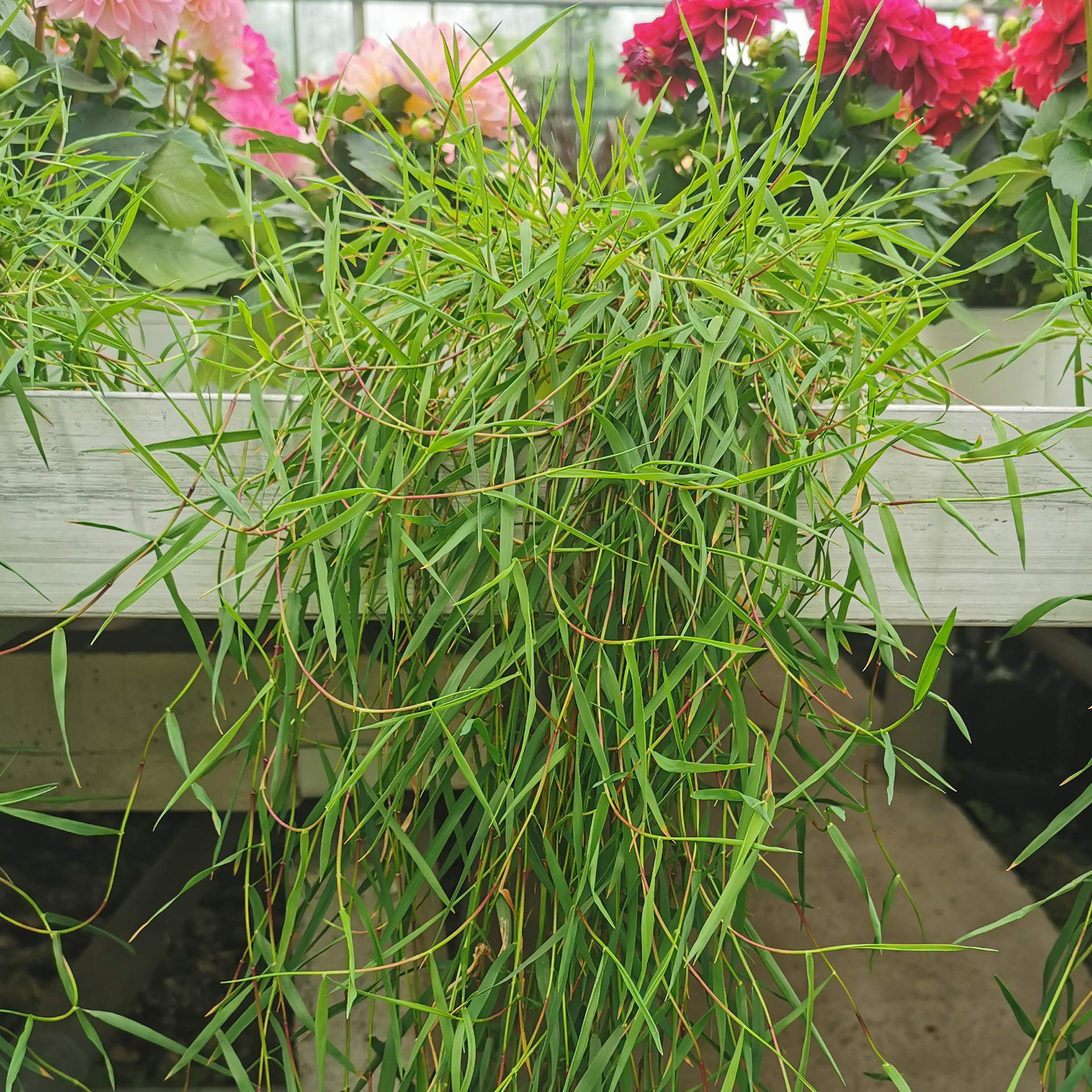 lang herunterhängender Bambus Green Twist im Pflanztopf