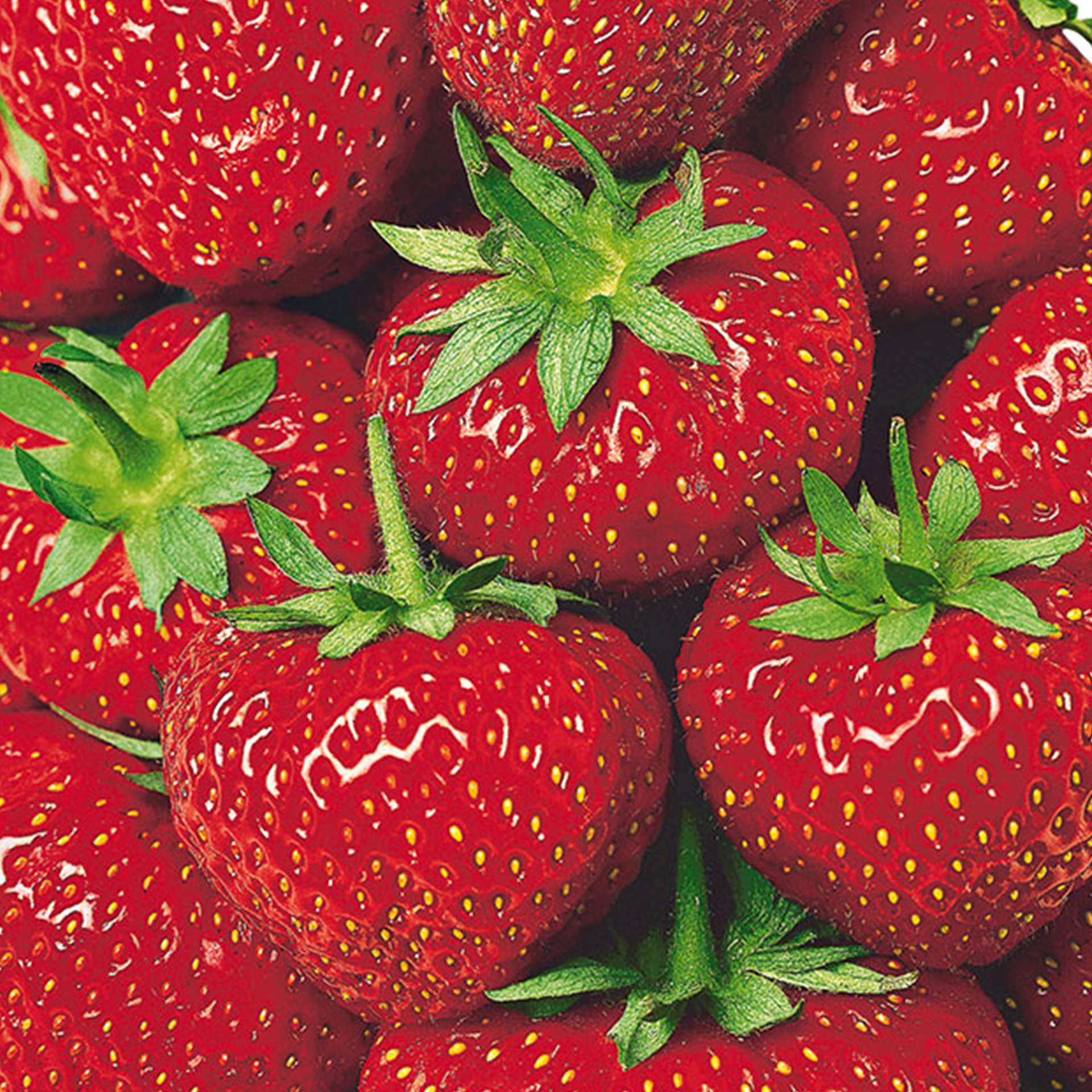 Erdbeerpflanze Senga Sengana Erdbeere Erdbeersorte