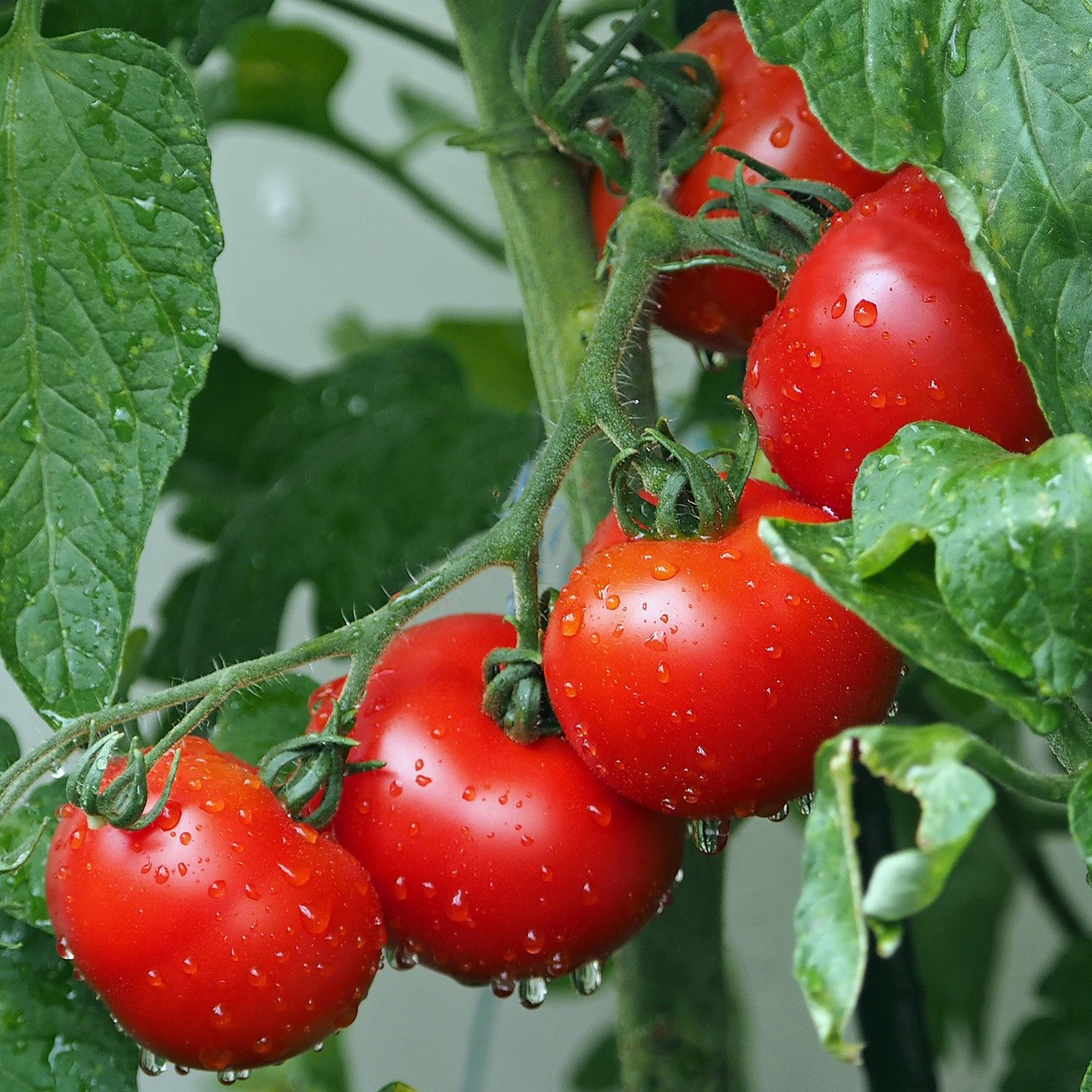 Fleischtomate 'Montfavet', Tomatenpflanze 10,5cm Topf