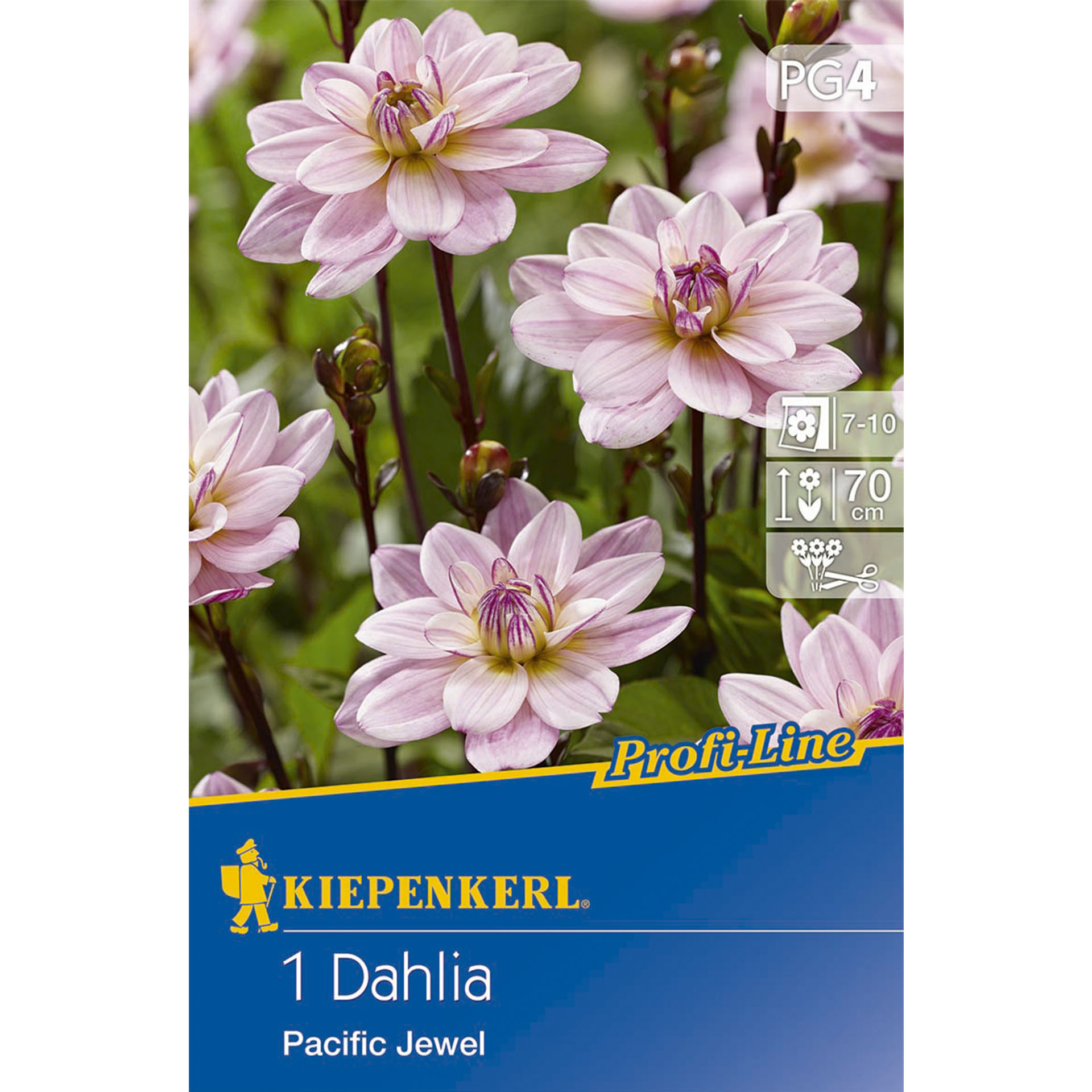 Abbildung von Dahlie Pacific Jewel auf Verpackung