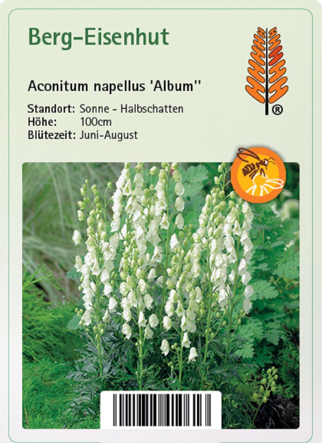Berg-Eisenhut - Aconitum napellus 'Album', 11cm Topf