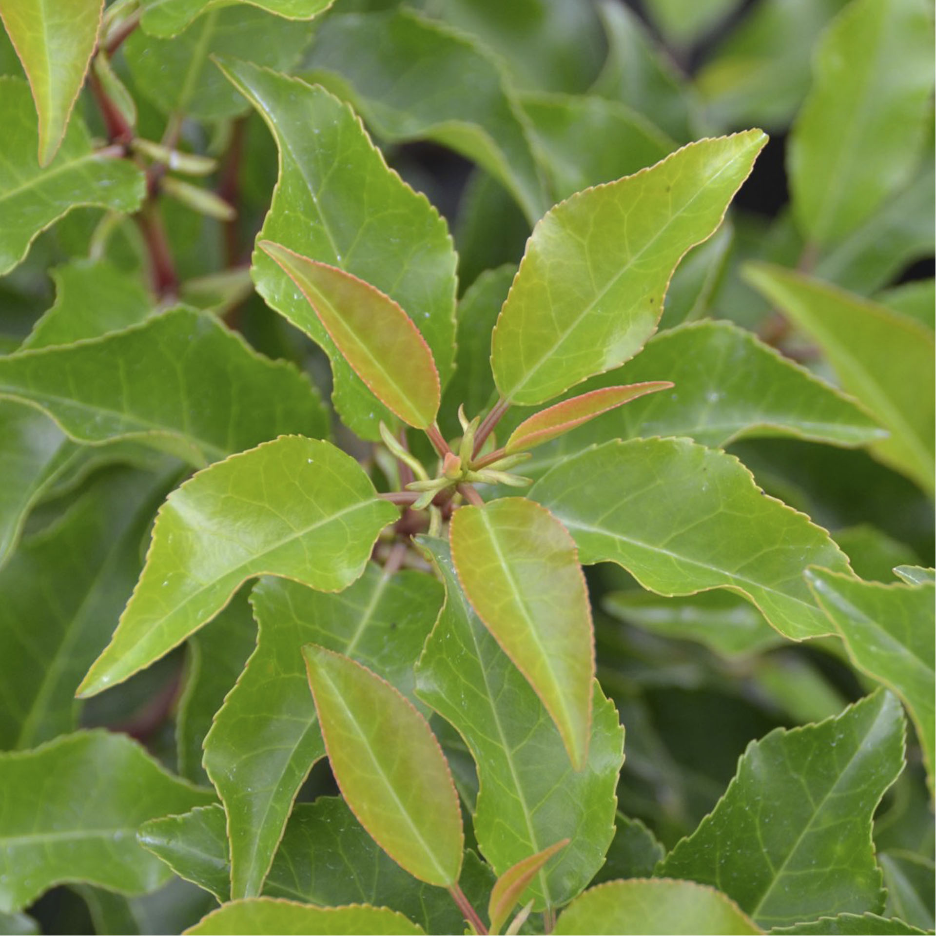 Portugiesische Lorbeerkirsche - Prunus lusitanica 'Brenelia'®, C6 60-80cm