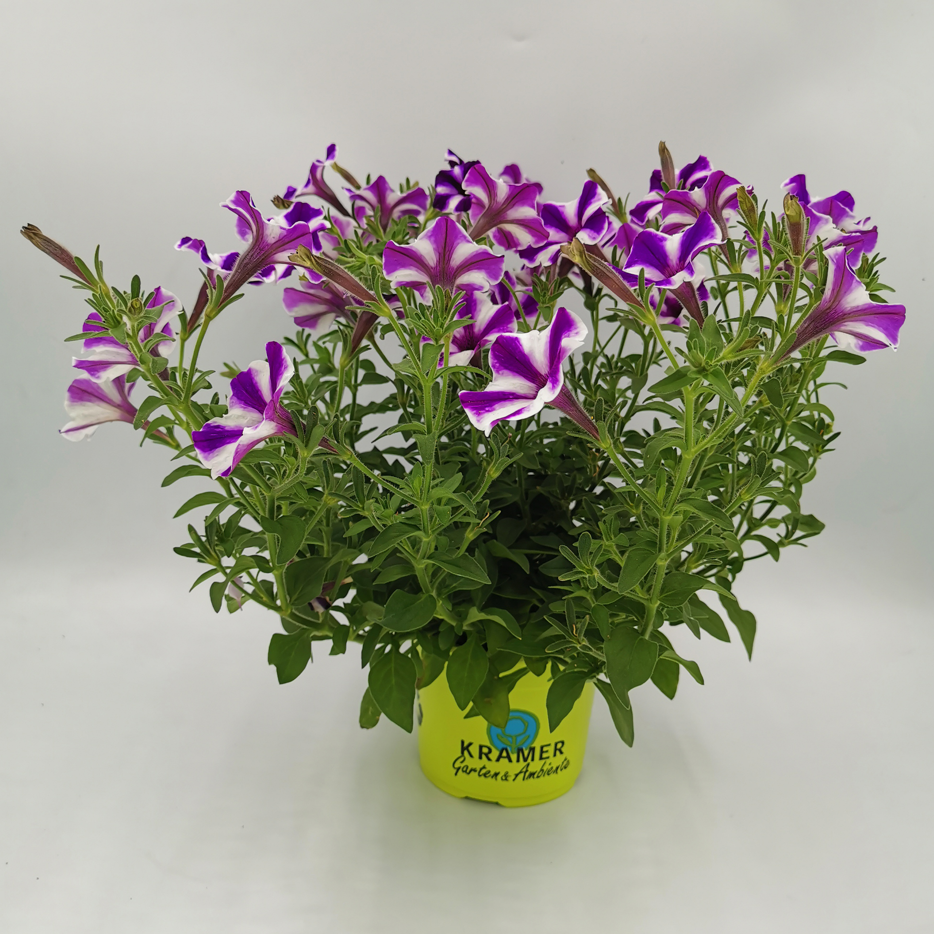 Petunie - Petunia 'Blueberry Star', 12cm Topf