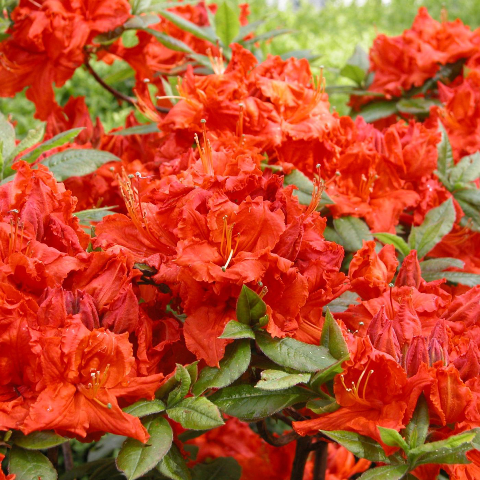 Schmuck-Azalee Gibraltar Strauch leuchtende Orange Blüten 