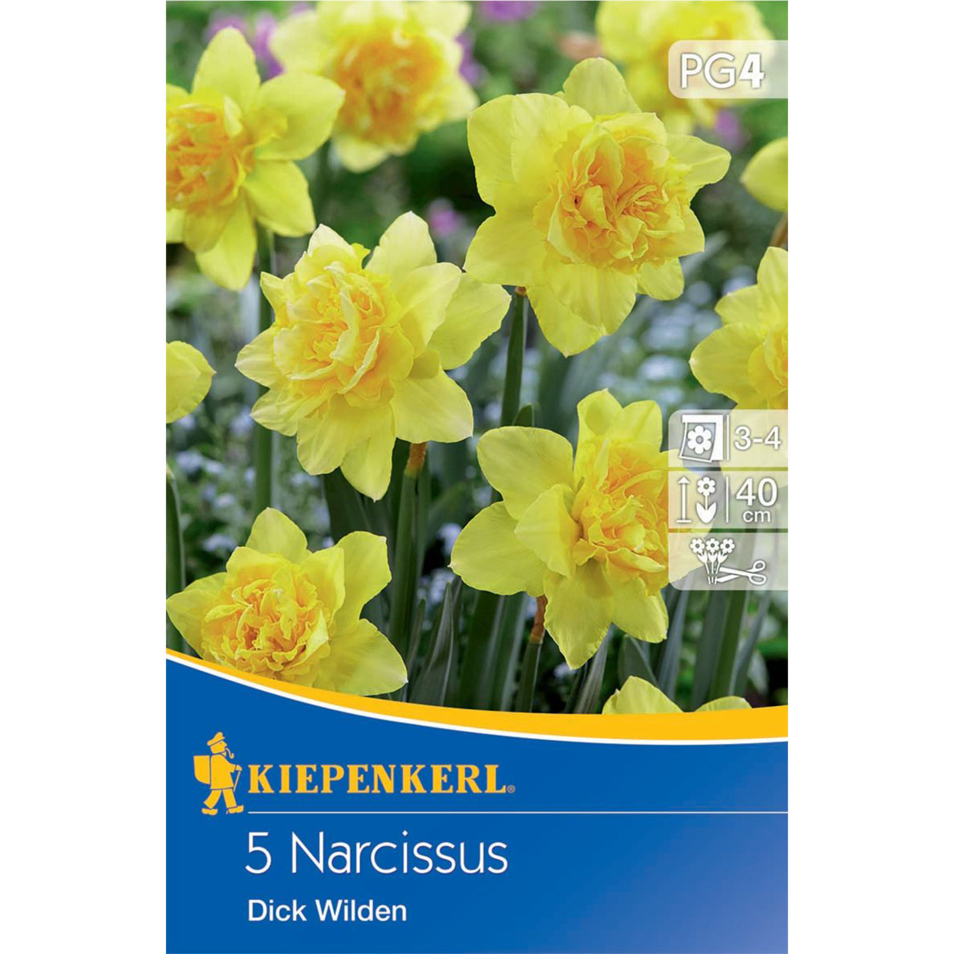 gefüllte, gelb blühende Narzissen