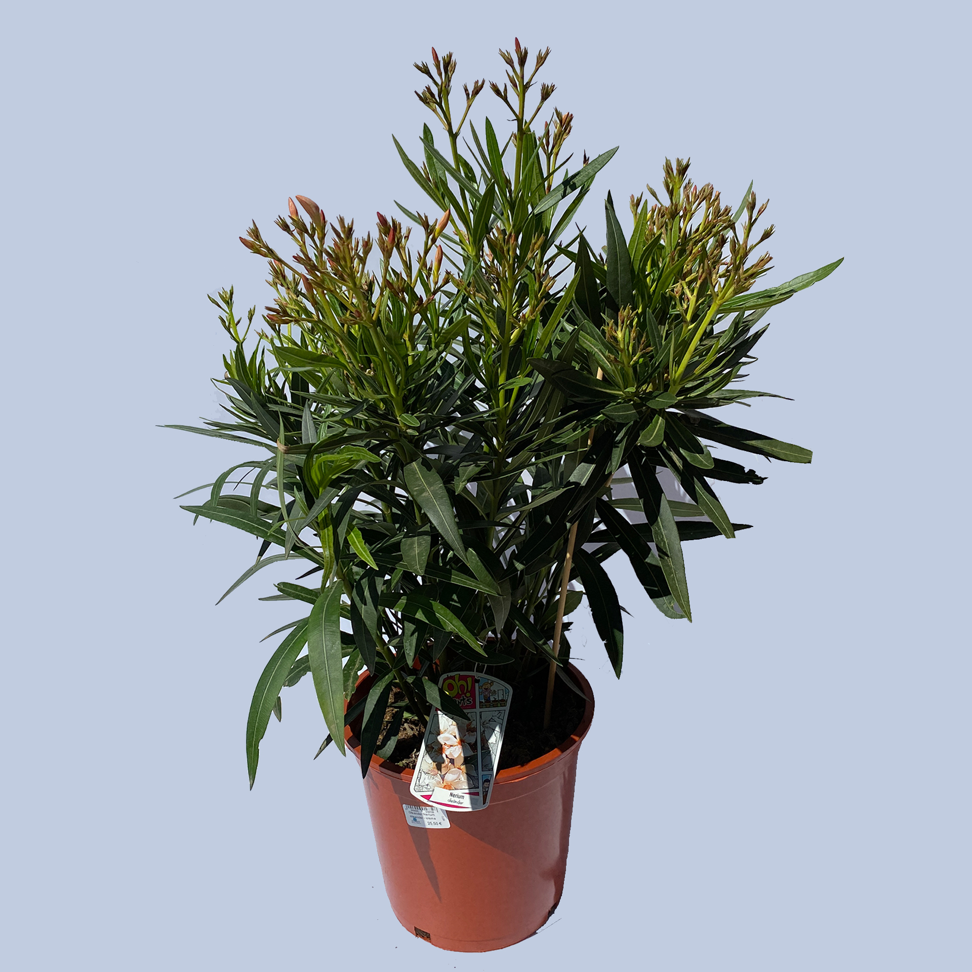 Oleander Busch - Nerium oleander, 20cm Topf