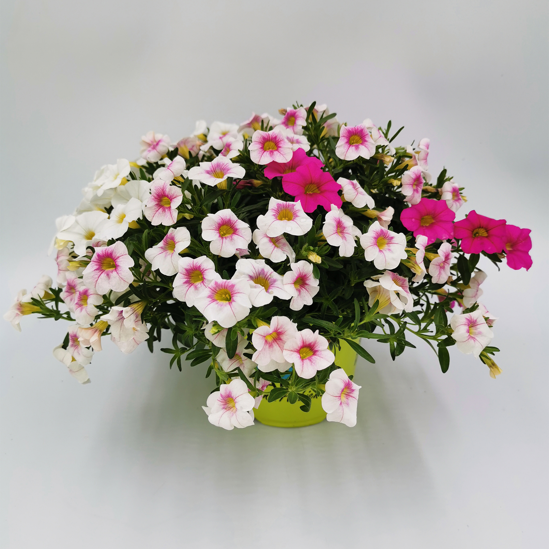 Zauberglöckchen Calibrachoa Trio Sommrblumen