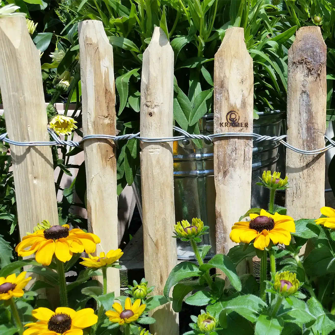 Staketenzaun Rudbeckia