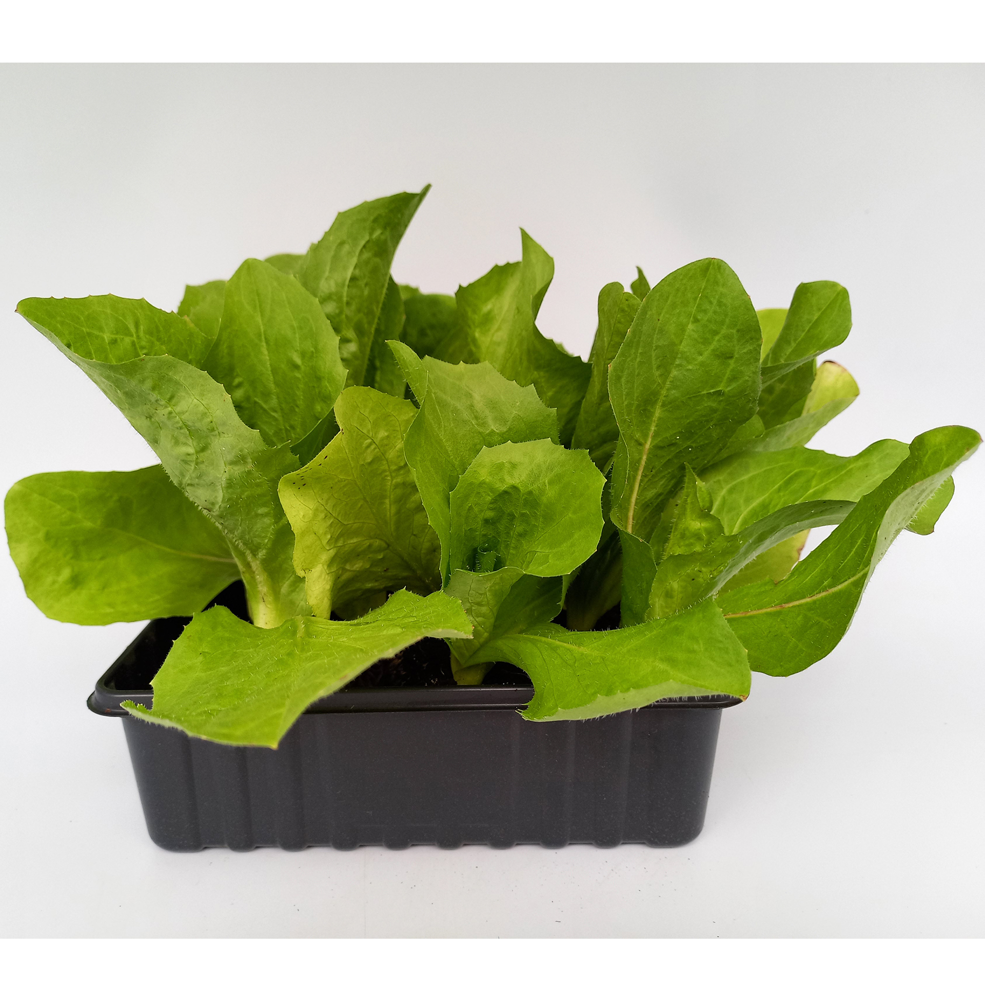 Zuckerhut - Cichorium intybus 'Pan di Zucchero', Salatpflanzen Schale 12er Zuckerhut - Cichorium intybus 'Pan di Zucchero', Salatpflanzen Schale 12er