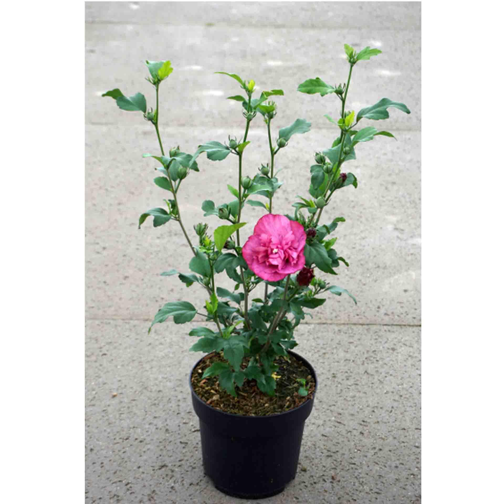 Garteneibisch - Hibiscus syriacus 'Magenta Chiffon'®,  C4,5 50-60cm