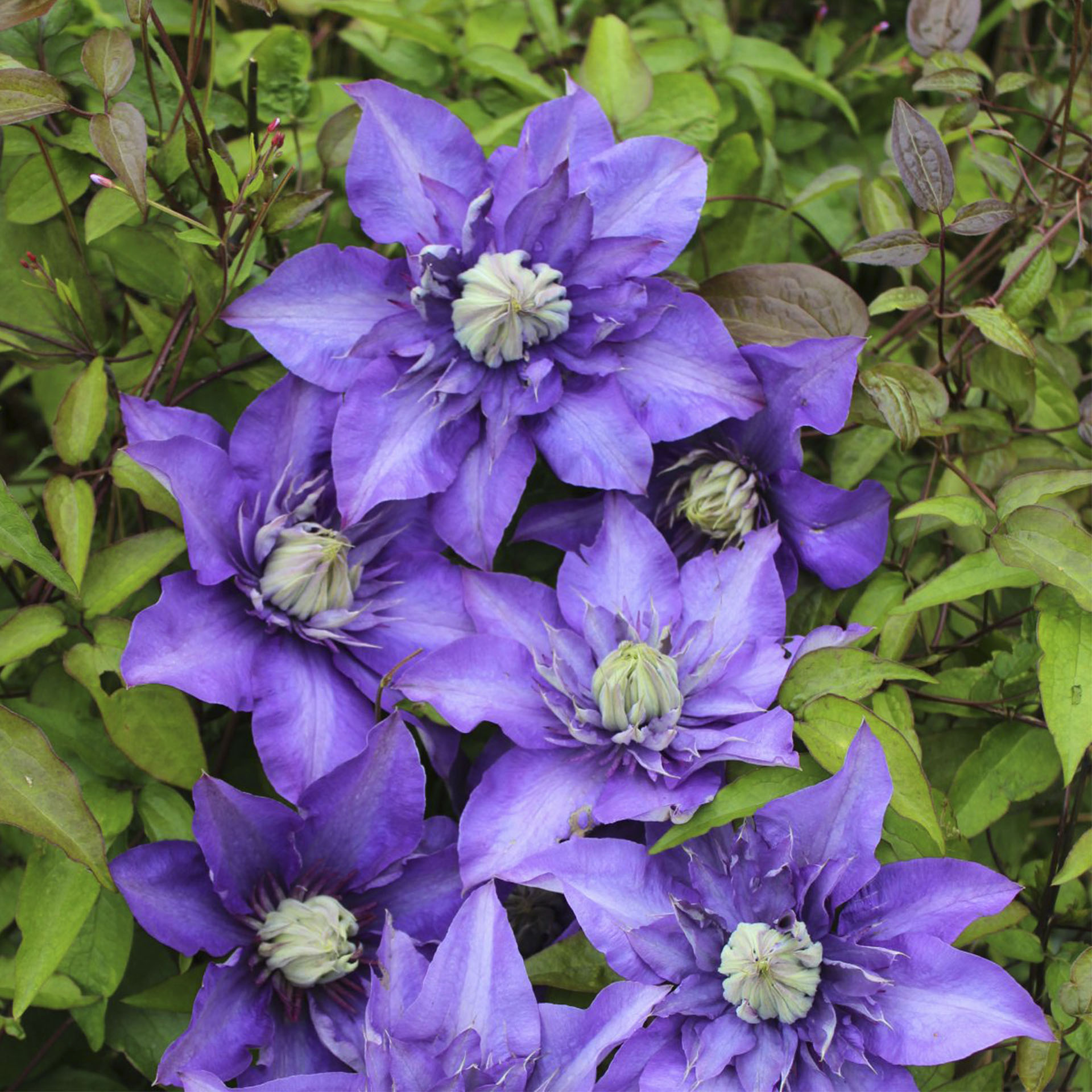 blauviolette Blütenpracht der Clematis Multi Blue