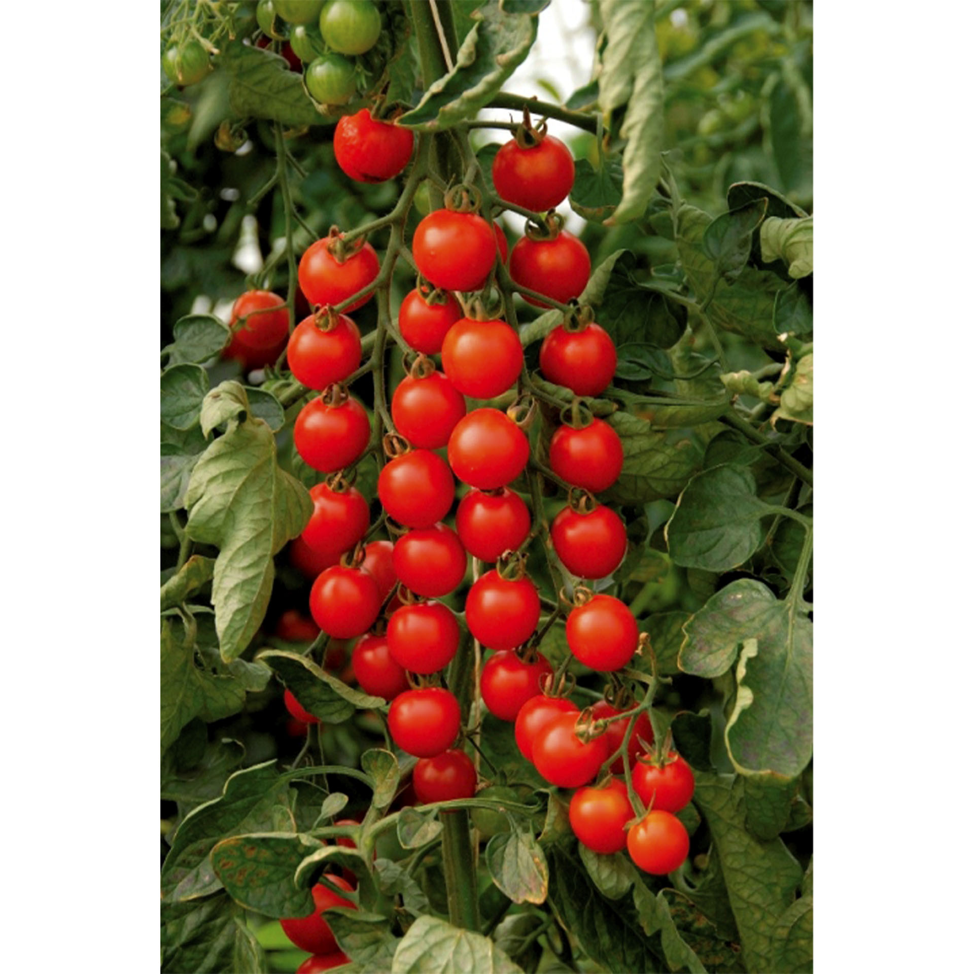 Rispe mit reifen BIO Cherry-Tomaten