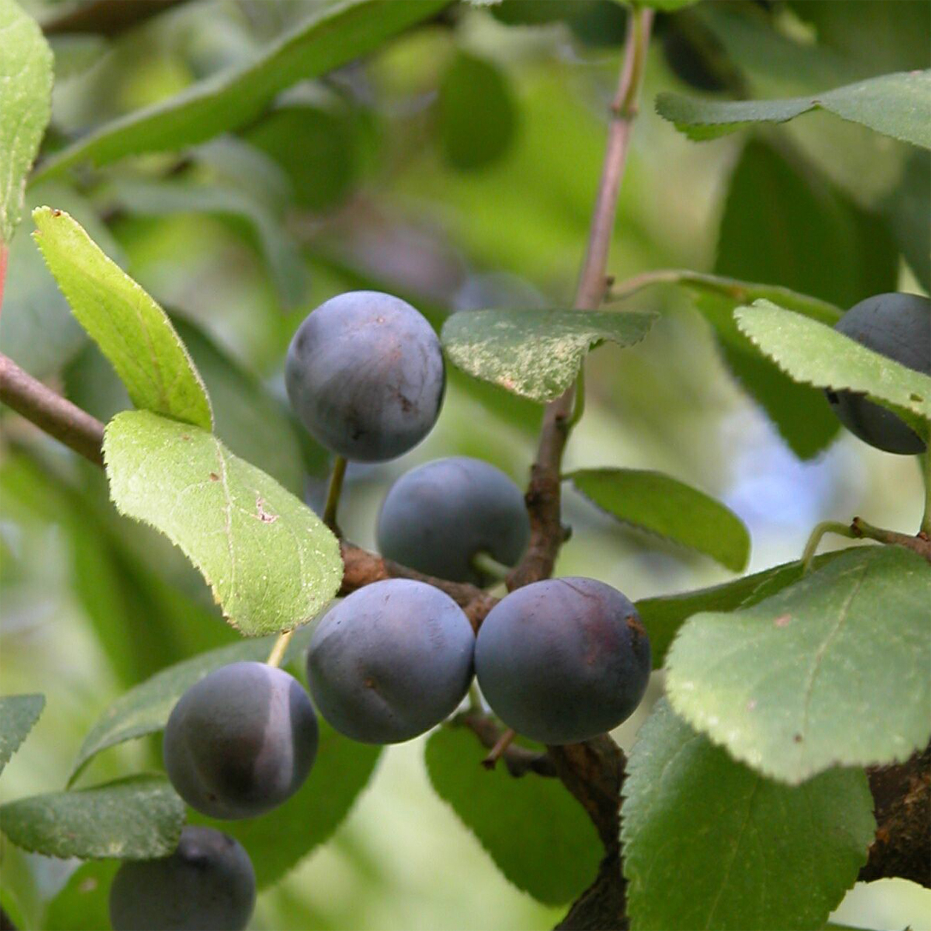 Schlehe prunus spimosa Schwarzdorn Beeren süß säuerlich