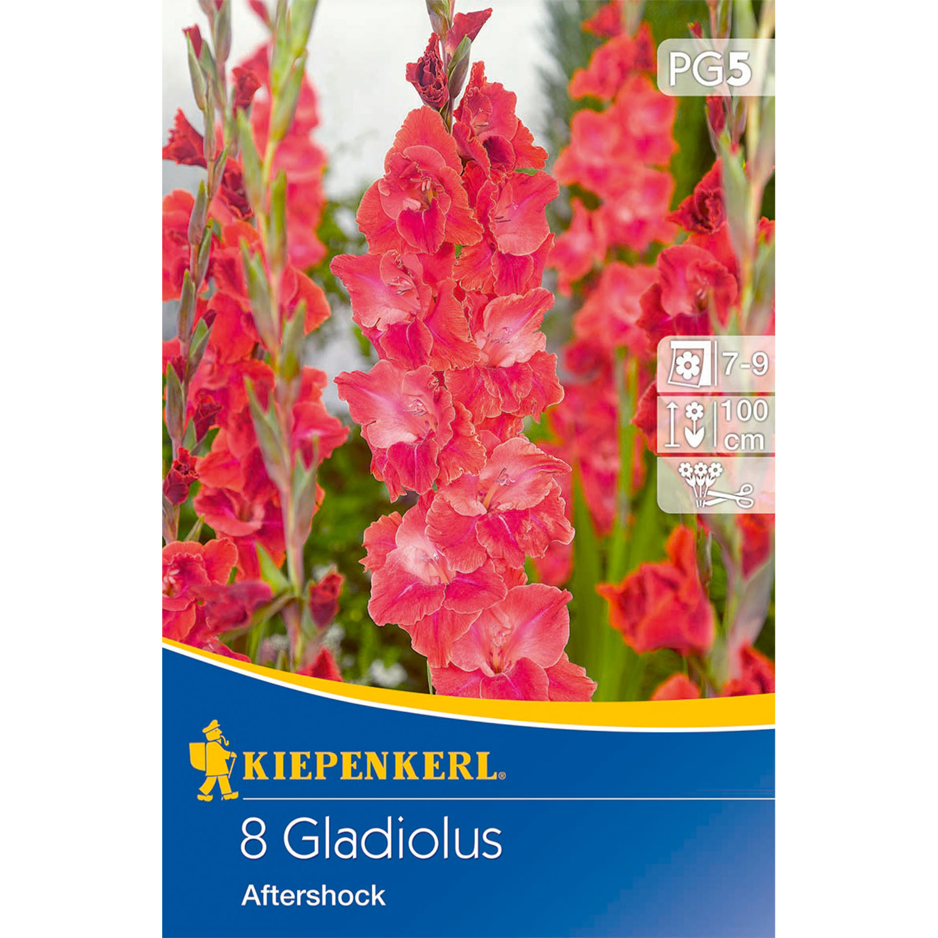 Blume, Pflanze, Gladiole
