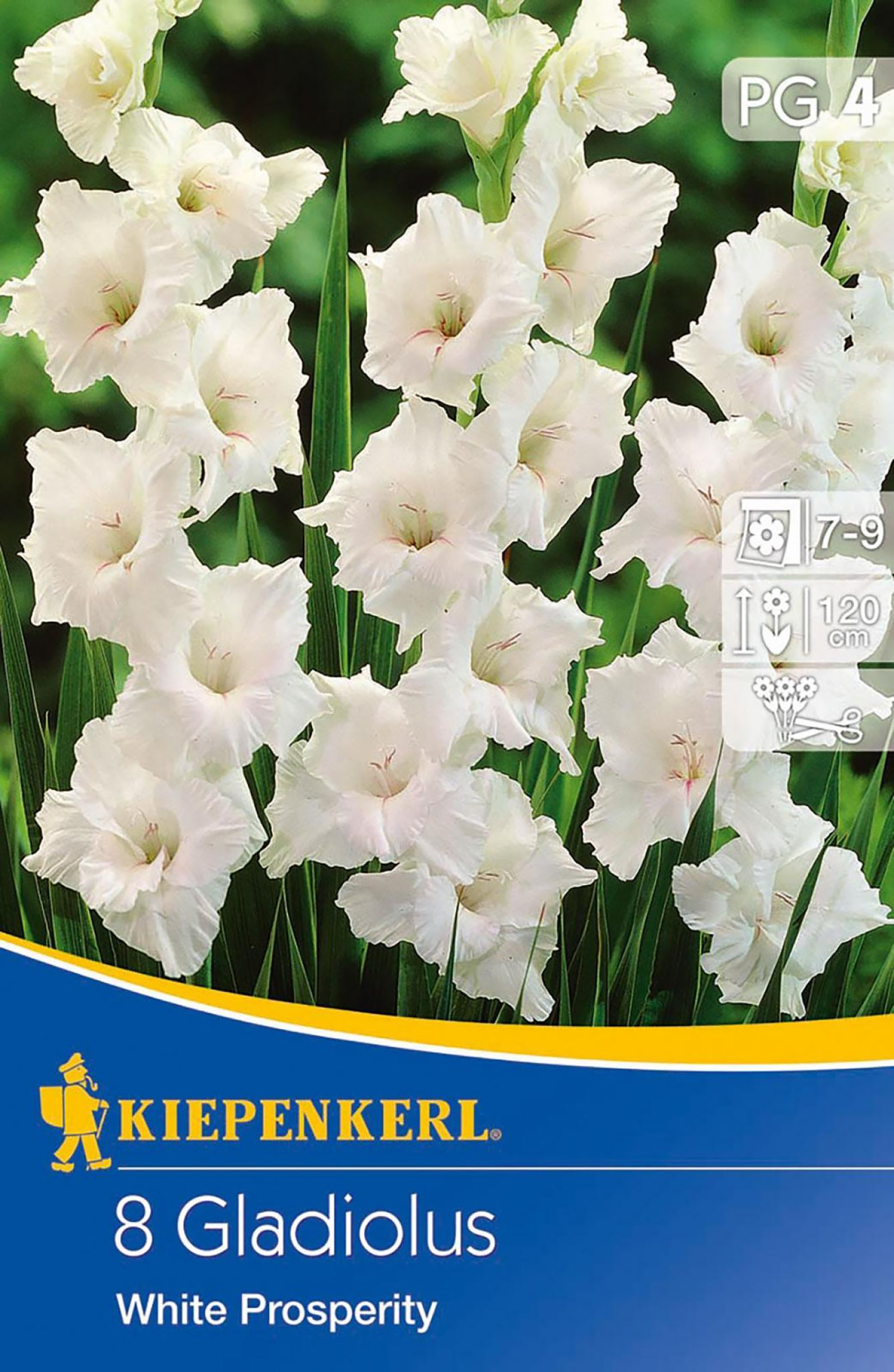 Gladiole White Prosperity