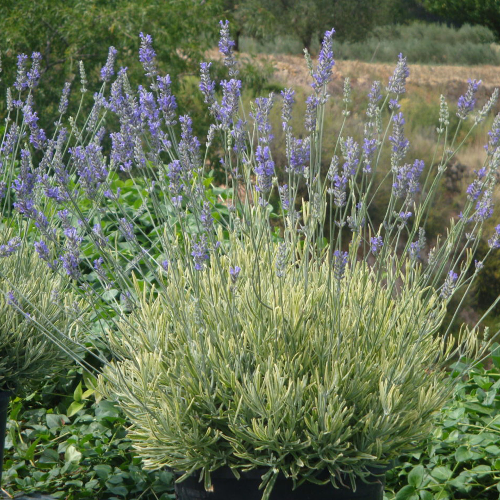 Essbarer Lavendel Kräuterpflanze Heilpflanze Duftpflanze, Pflanze, Vegetation, Blume, Lavendel, Kräuterig