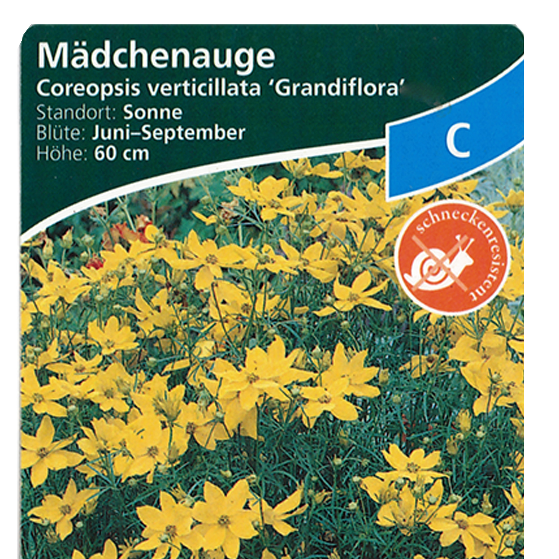Mädchenauge - Coreopsis verticillata 'Grandiflora' gelb, 9cm