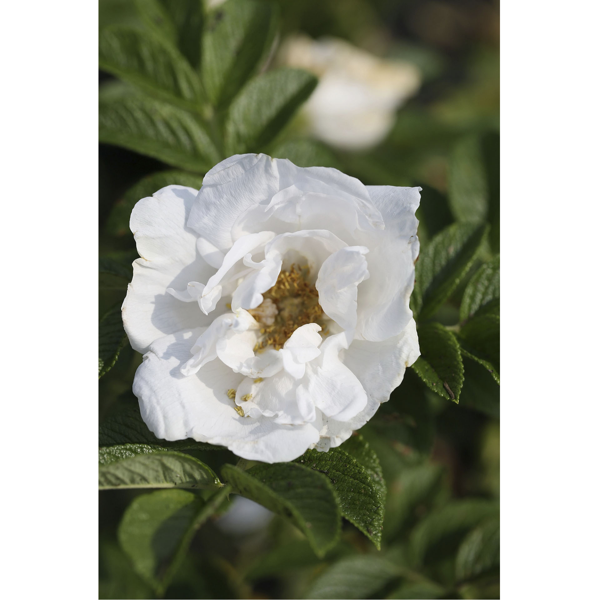 weiße Blüten der Apfel-Rose Alba