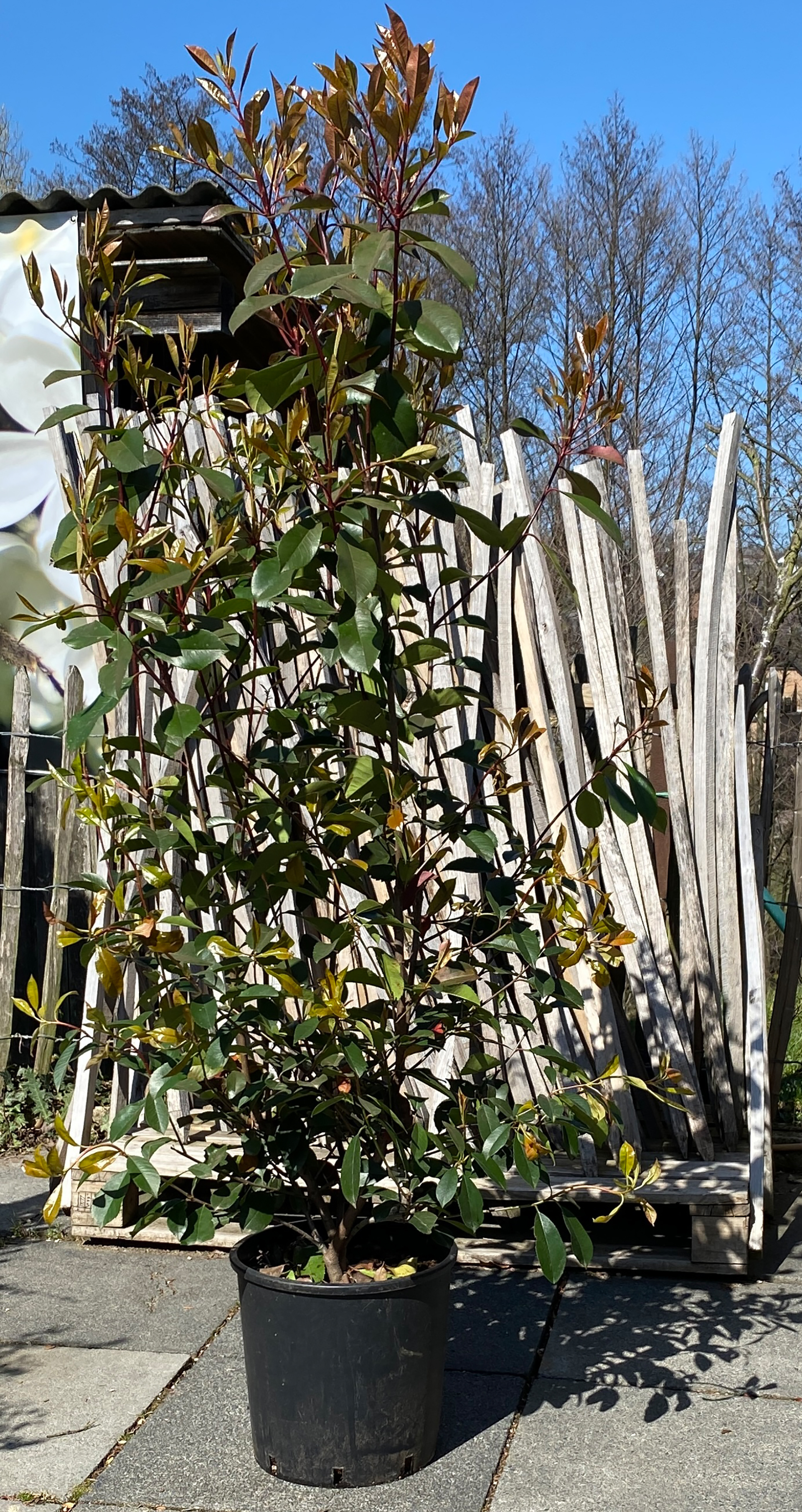 Heckenpflanze Glanzmispel  immergrüner Strauch mit rötlichem Laub