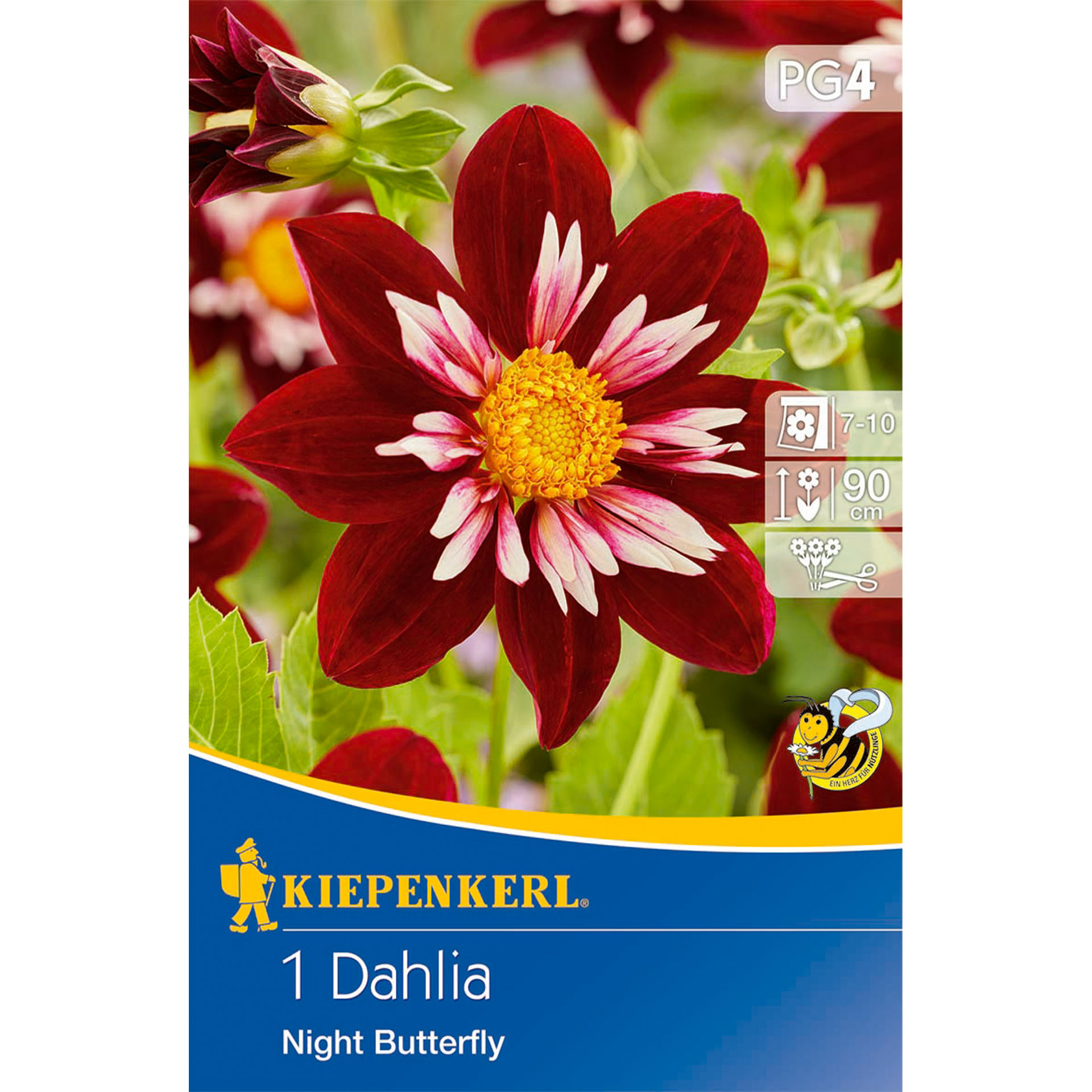 Blumenzwiebeln Halskrausen-Dahlie Dahlia Beetblume, Werbung, Plakat, Blume, Pflanze, Blütenblatt