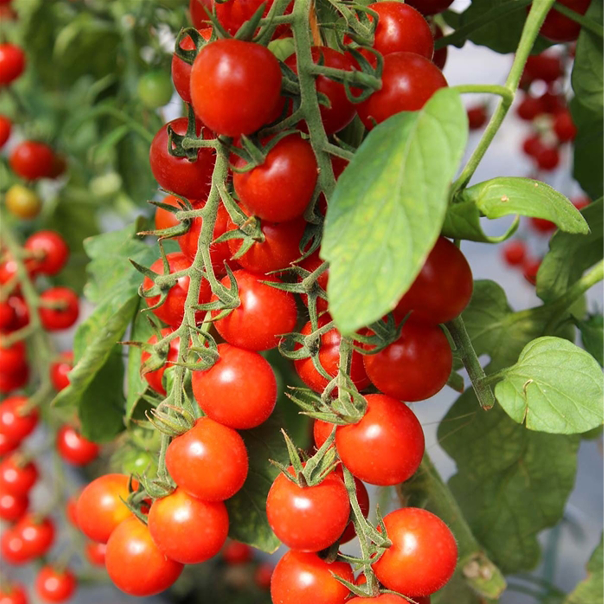 Cherrytomate 'Sanvitos®' F1 (Favorita), Tomatenpflanze 12cm Topf