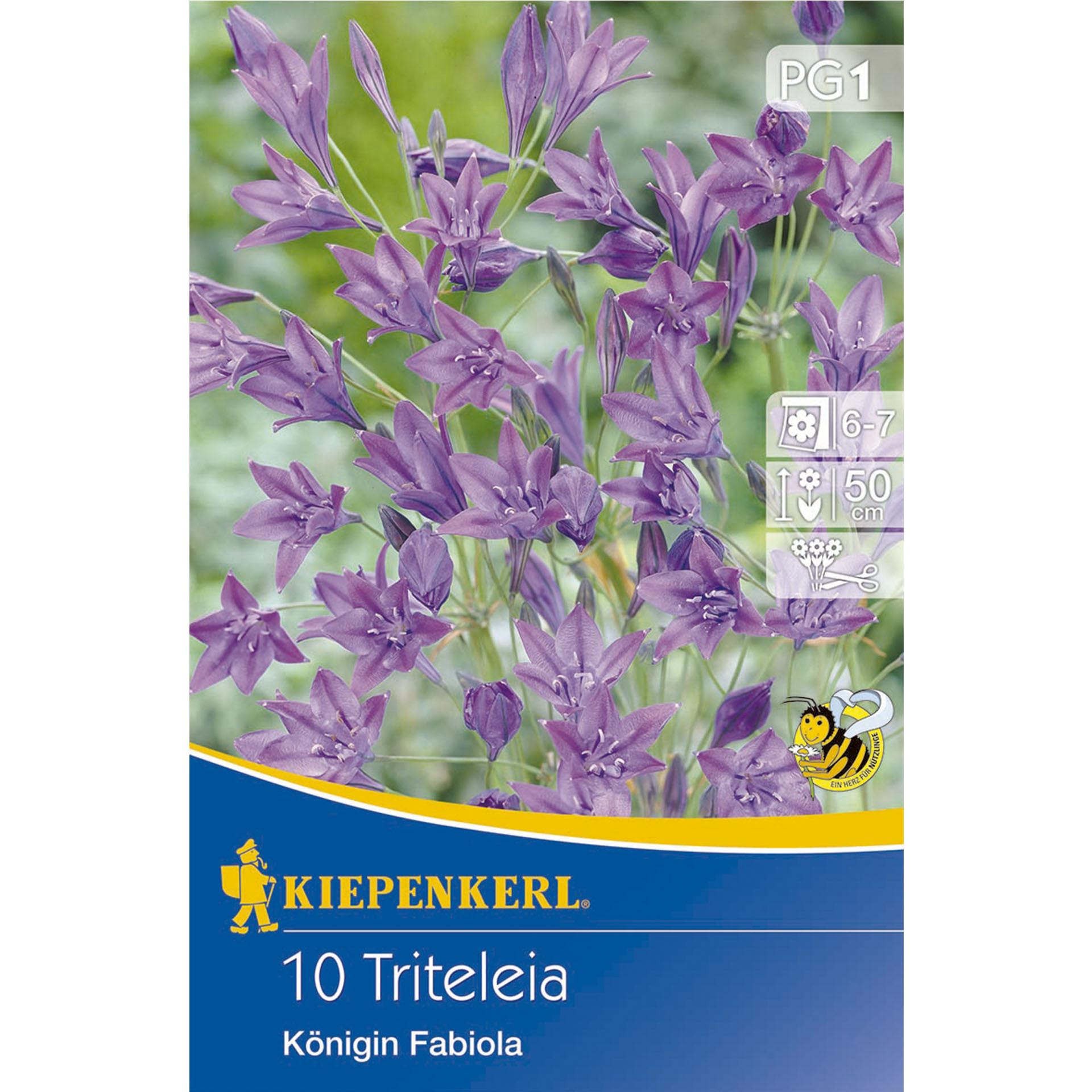 Verpackung mit Foto von Frühlingsstern Königin Fabiola