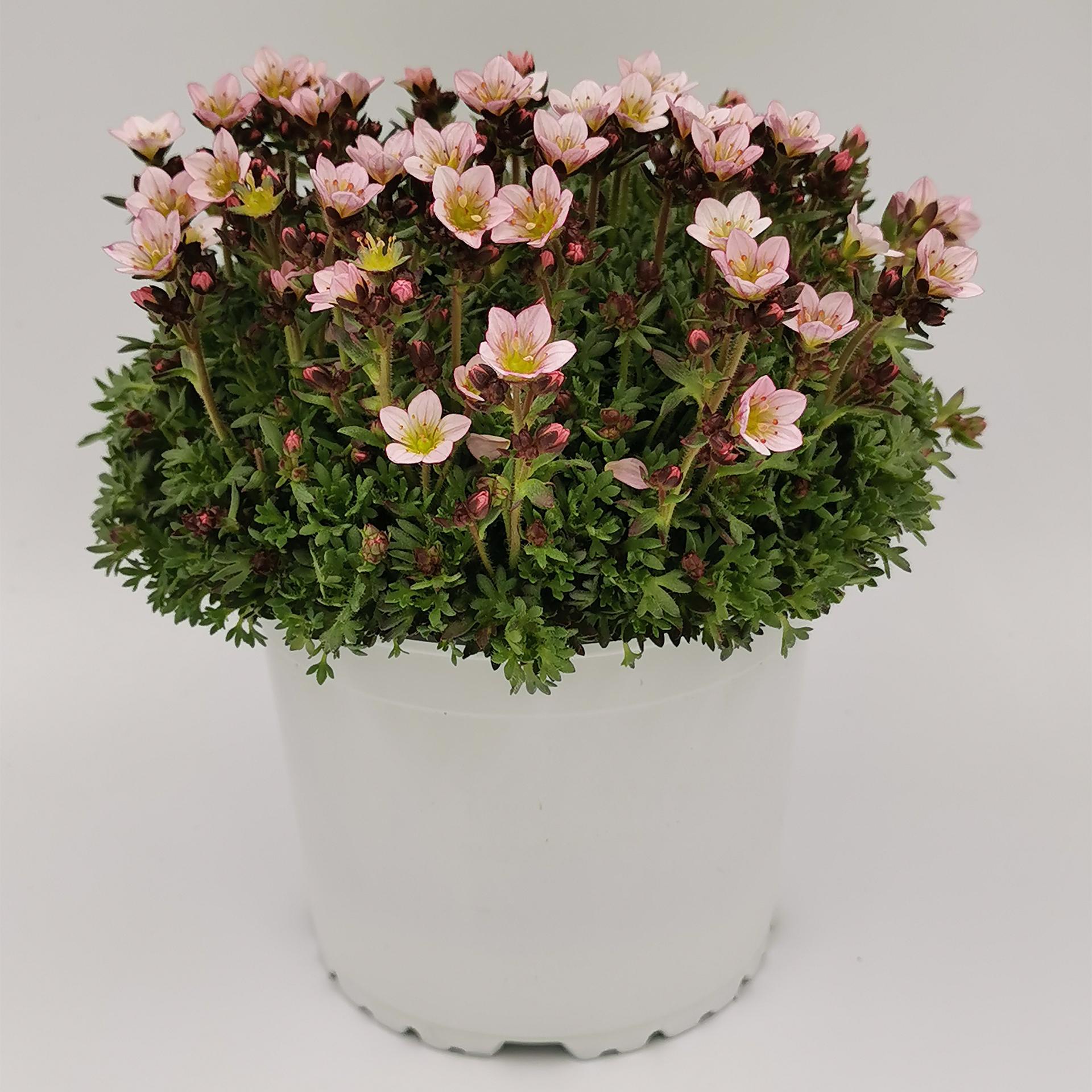 Steinbrech - Saxifraga x arendsii rosa, 13cm Topf