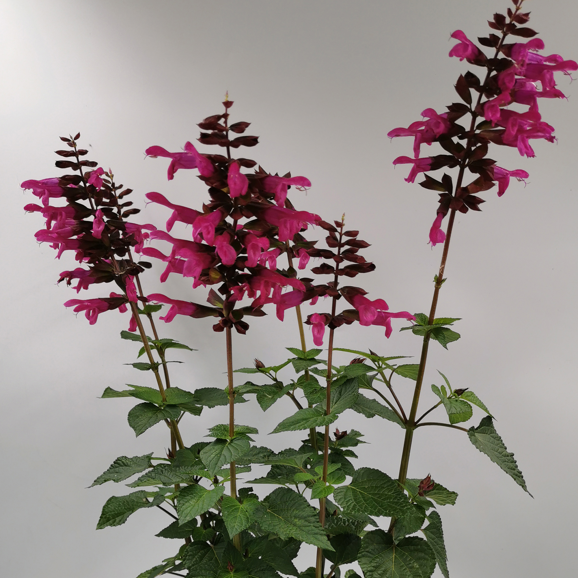 Salbei - Salvia 'Rockin Fuchsia', 15cm Topf