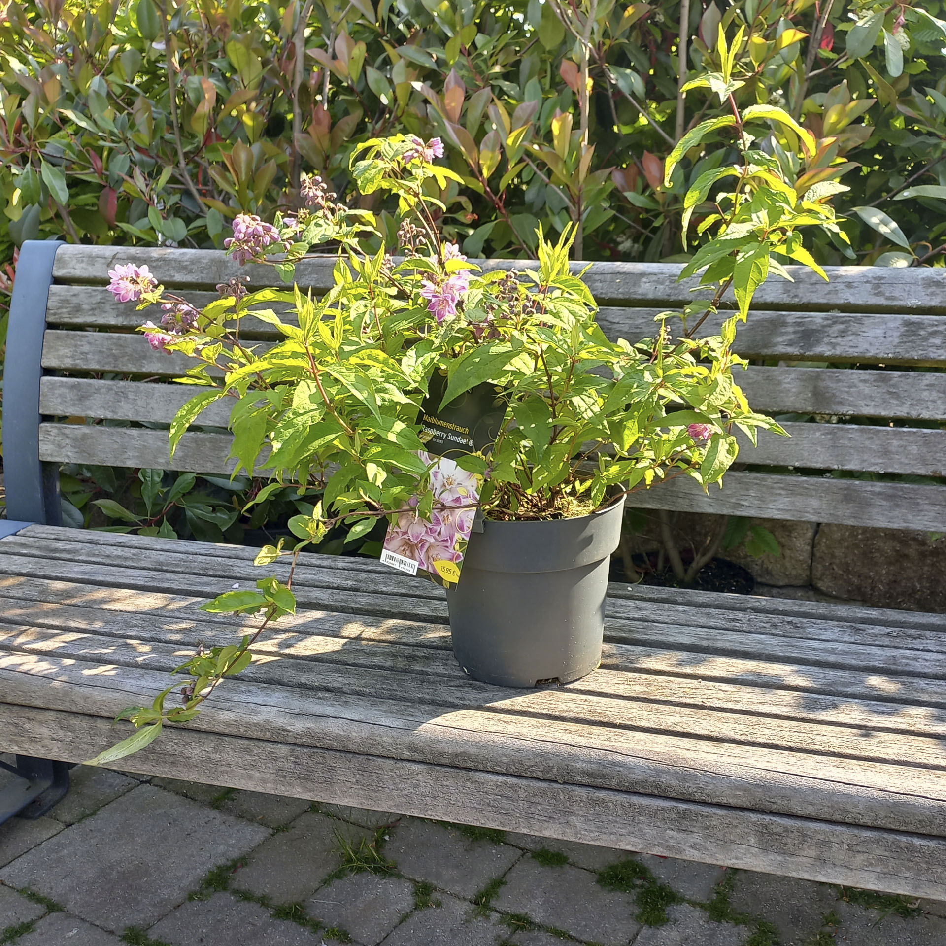 blühender Maiblumenstrauch 'Raspberry Sundae' im Pflanztopf mit Pflanzschild