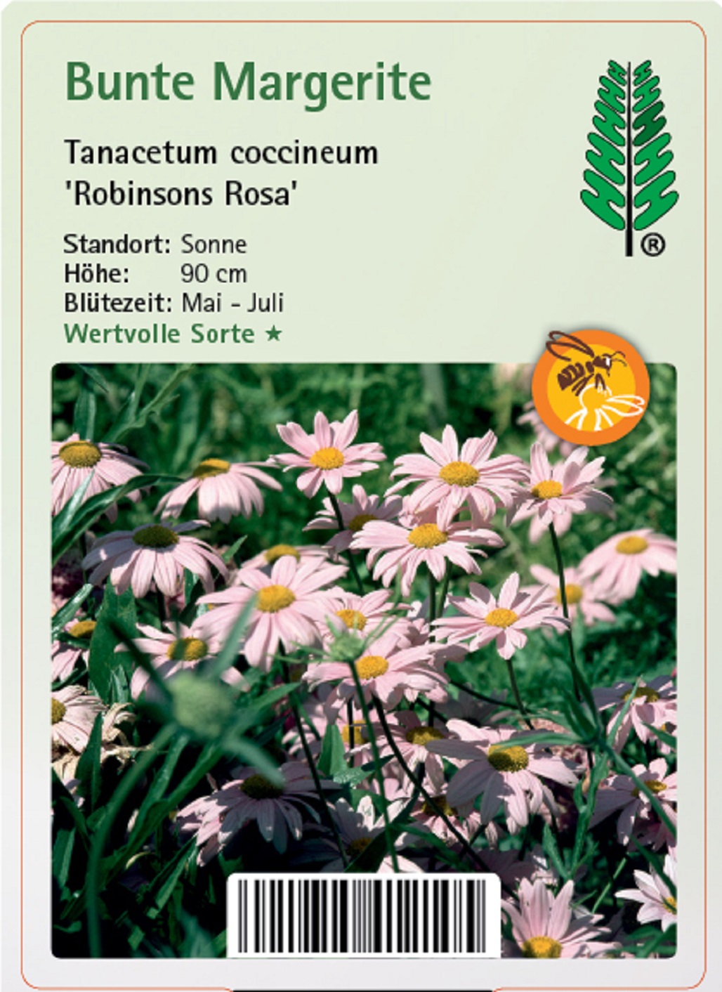 Bunte Margerite - Tanacetum coccineum 'Robinsons Rosa', 11cm Topf