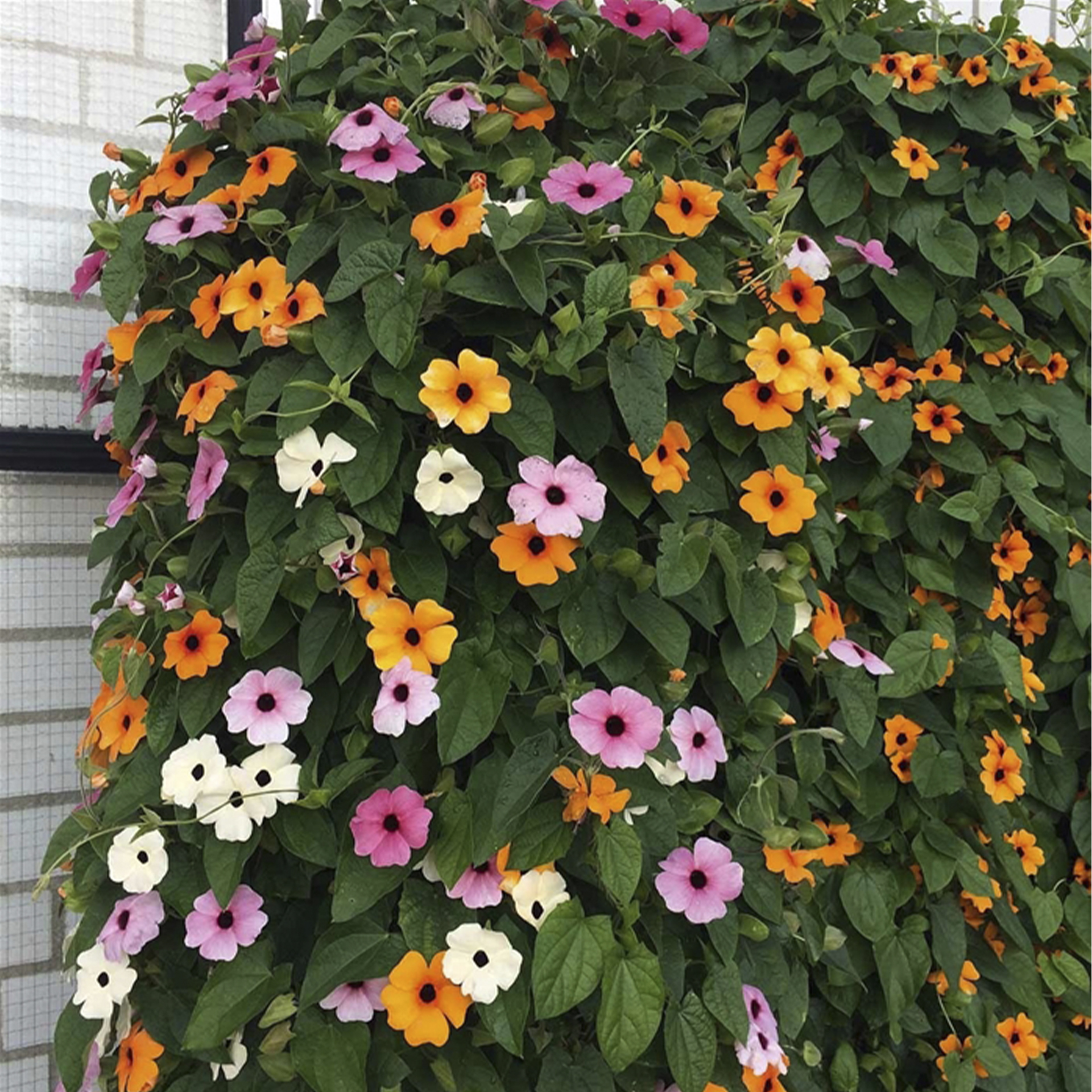 buschig rankende Blume mit verschiedenfarbenen Blüten