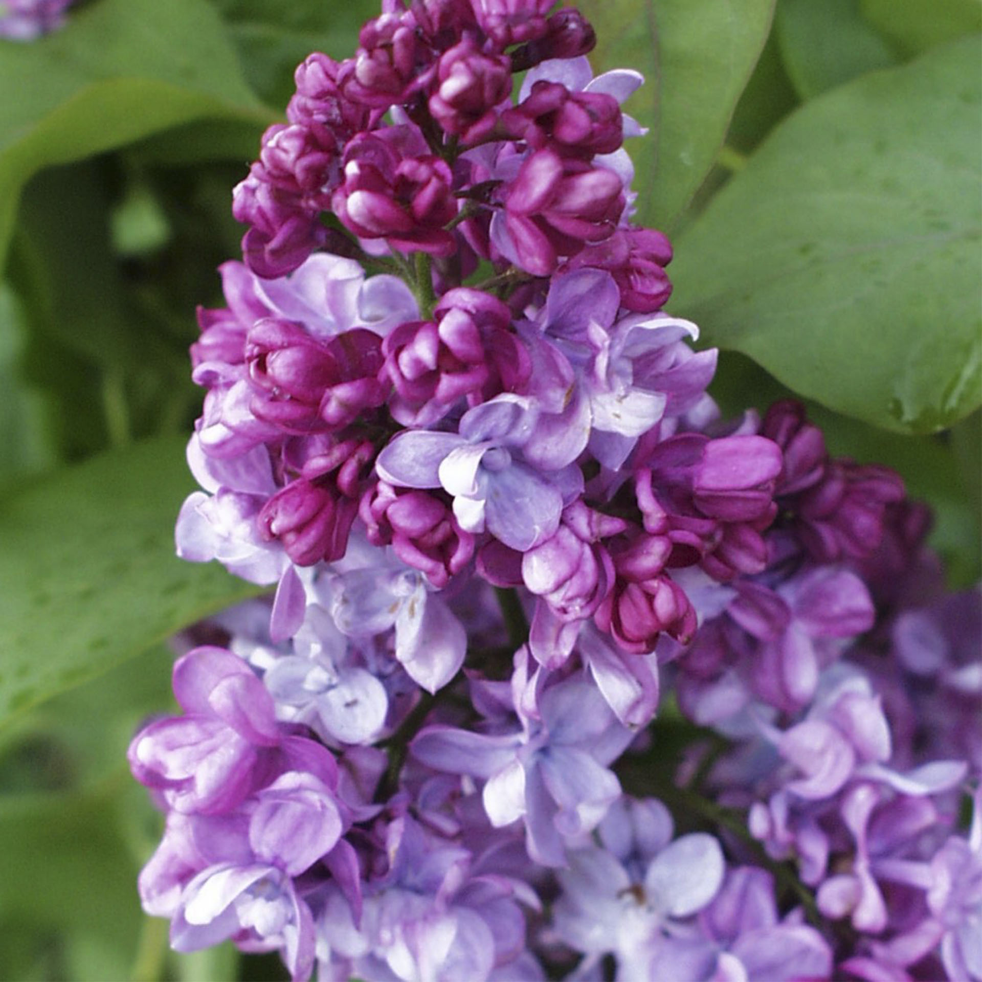 Purpurfarbene Blütenrispen des Edelflieder Prince Wolkonsky