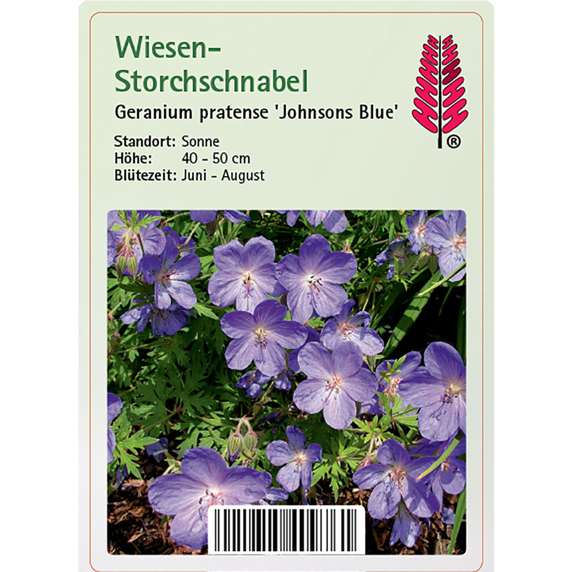 Wiesen-Storchschnabel - Geranium pratense 'Johnsons Blue', 9cm Topf