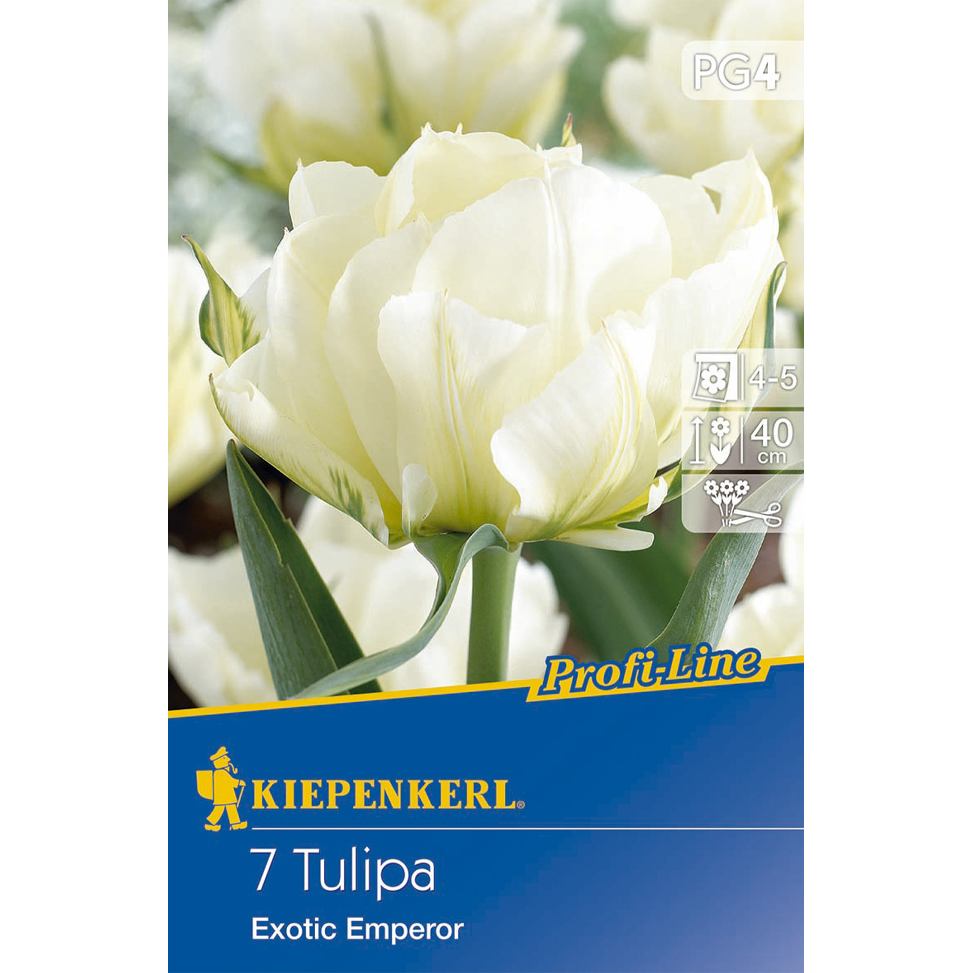 weißblühende gefüllte Tulpen
