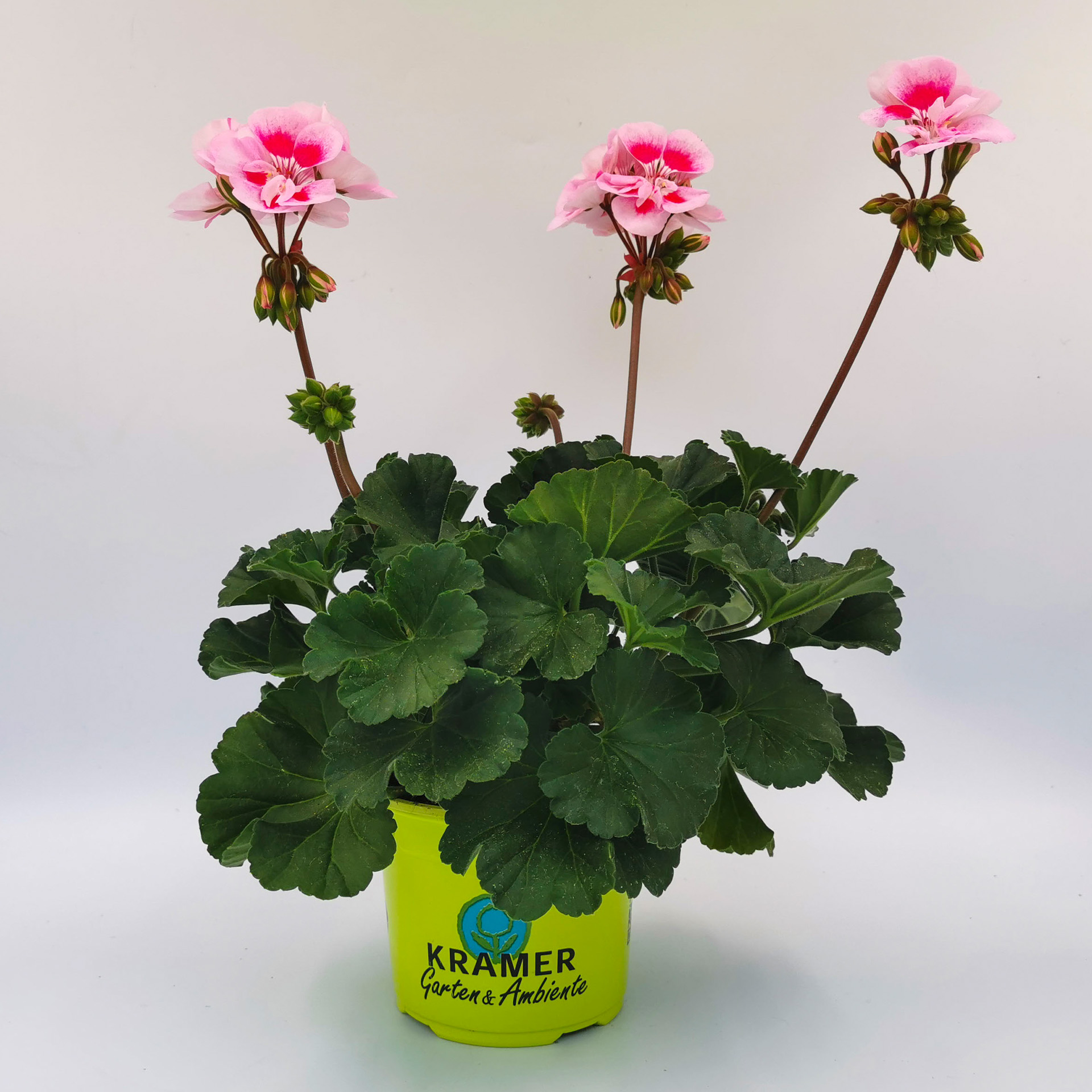 Geranie stehend 'Flower Fairy® Pink'- Pelargonium zonale, 12cm Topf
