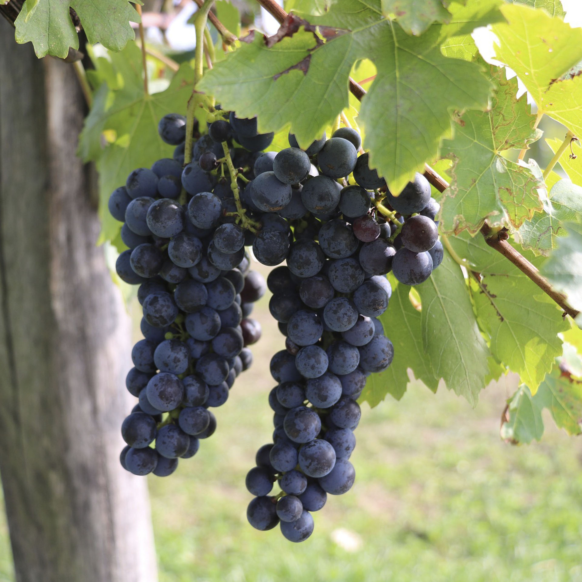 dunkelblaue Trauben hängen an Trieben der Weinrebe