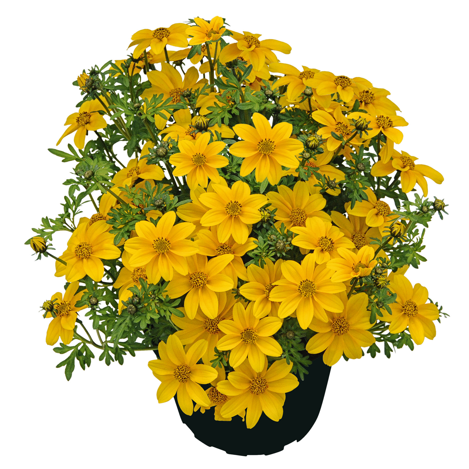 Goldmarie - Bidens ferulifolia 'Sweetie', 12 cm Topf