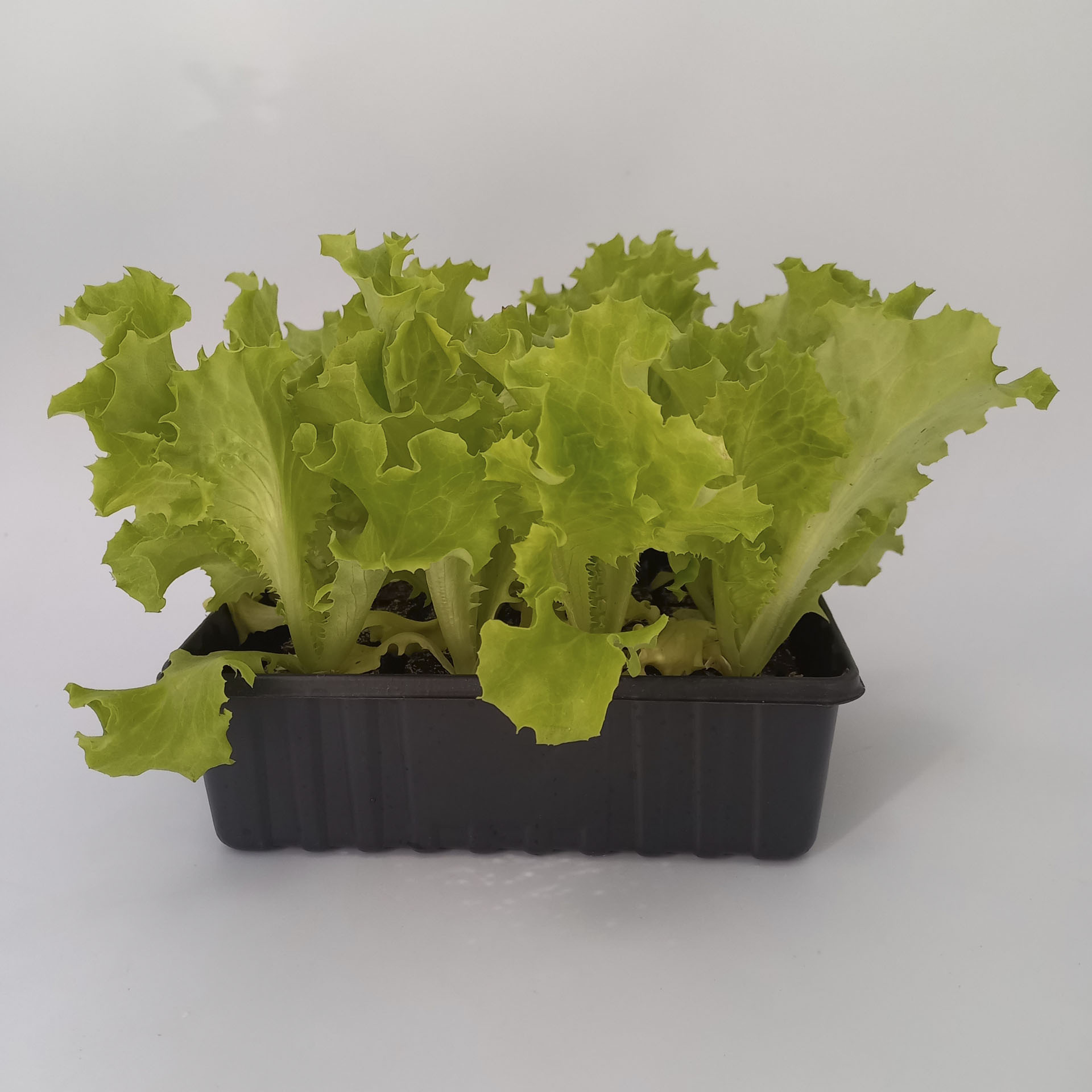 Bataviasalat grün - Salatpflanzen Schale 12er