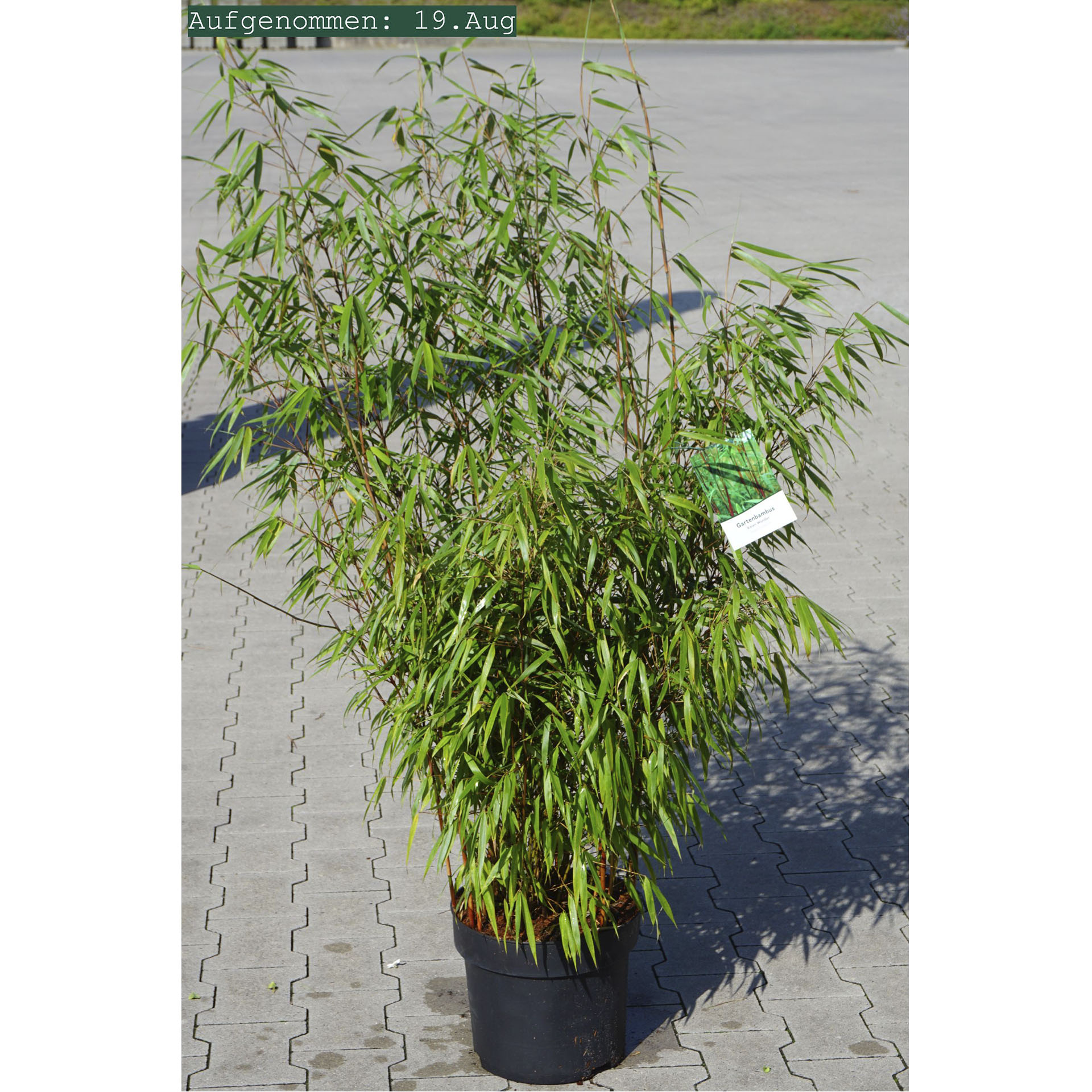 Gartenbambus Asian Wondr im Pflanztopf mit Pflanzenschild