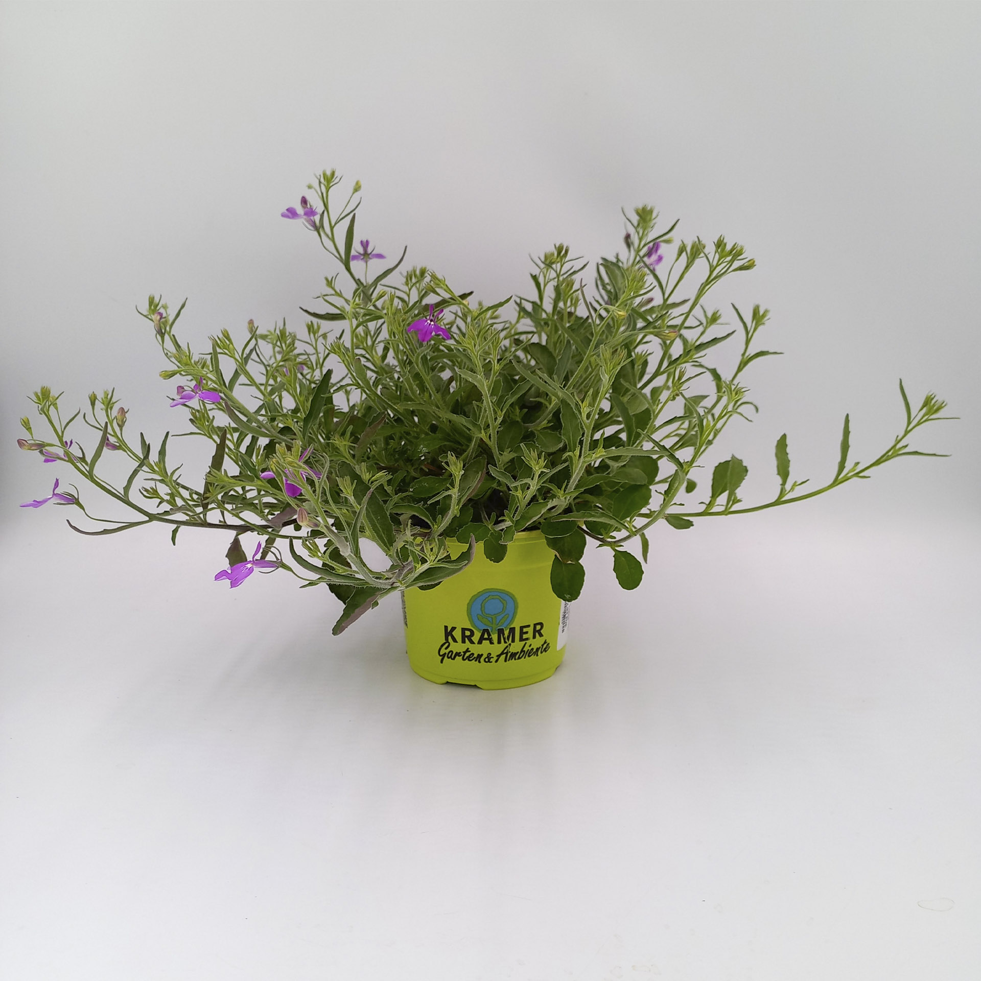 Männertreu / Lobelie Africo Lavender mit lavendelfarbenen Blüten im Pflanztopf